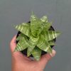 1364. Sansevieria Quil