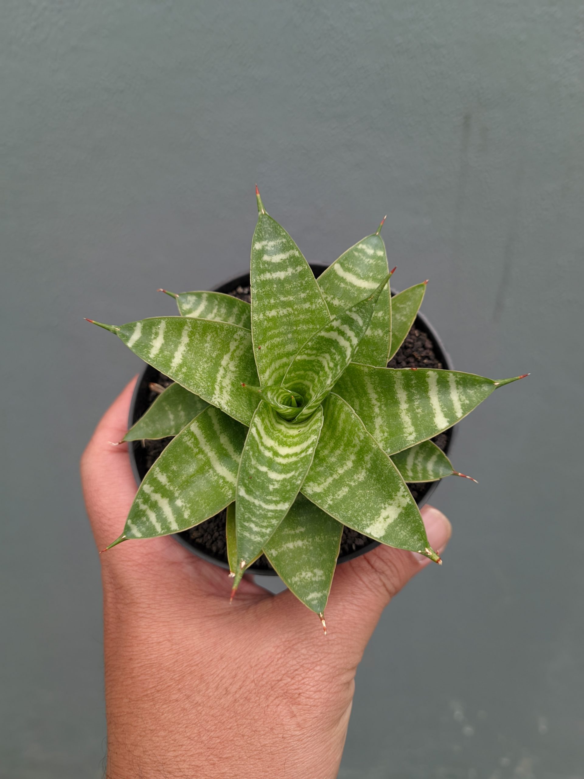 1364. Sansevieria Quil - Image 6
