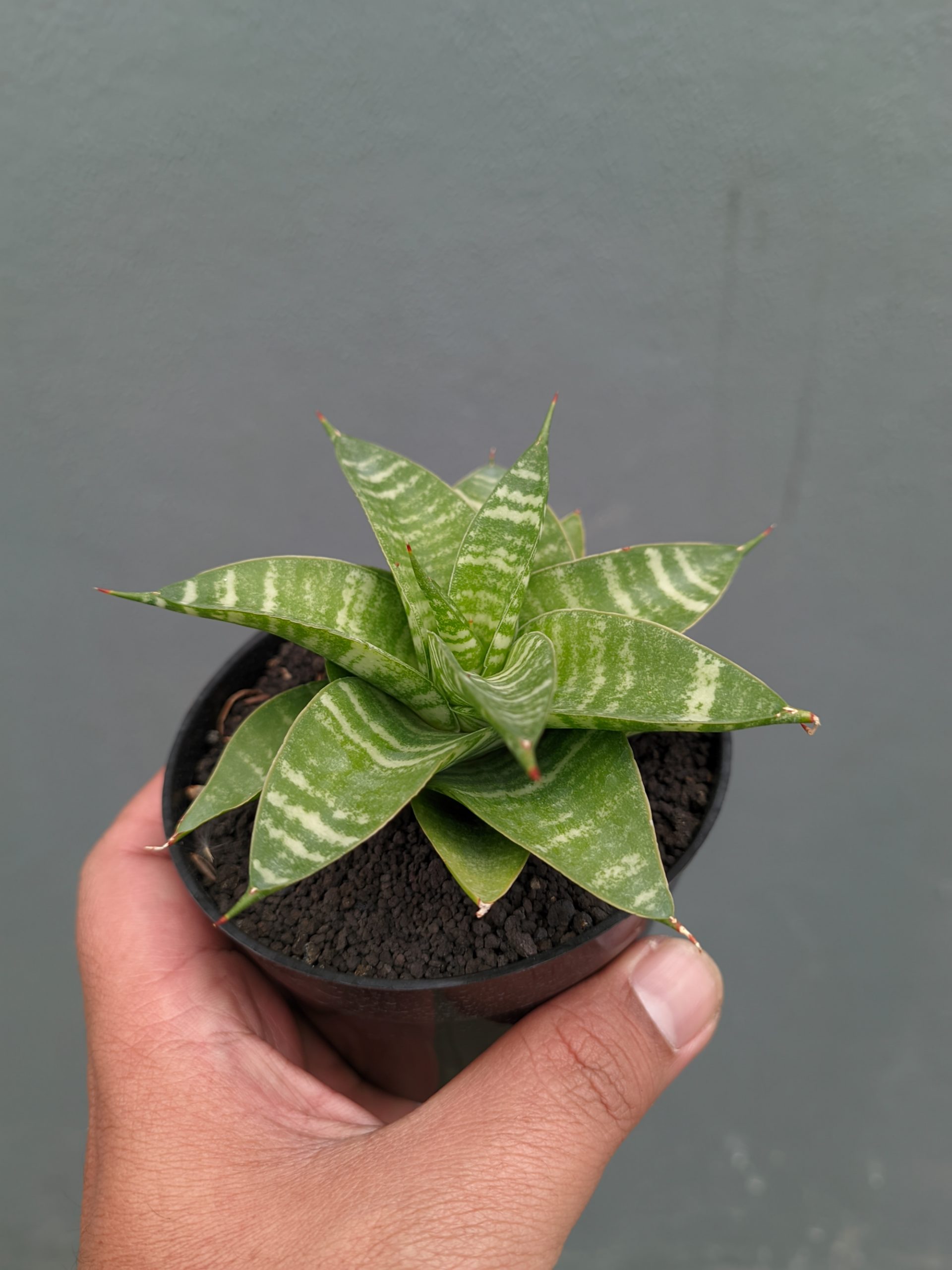 1364. Sansevieria Quil - Image 7