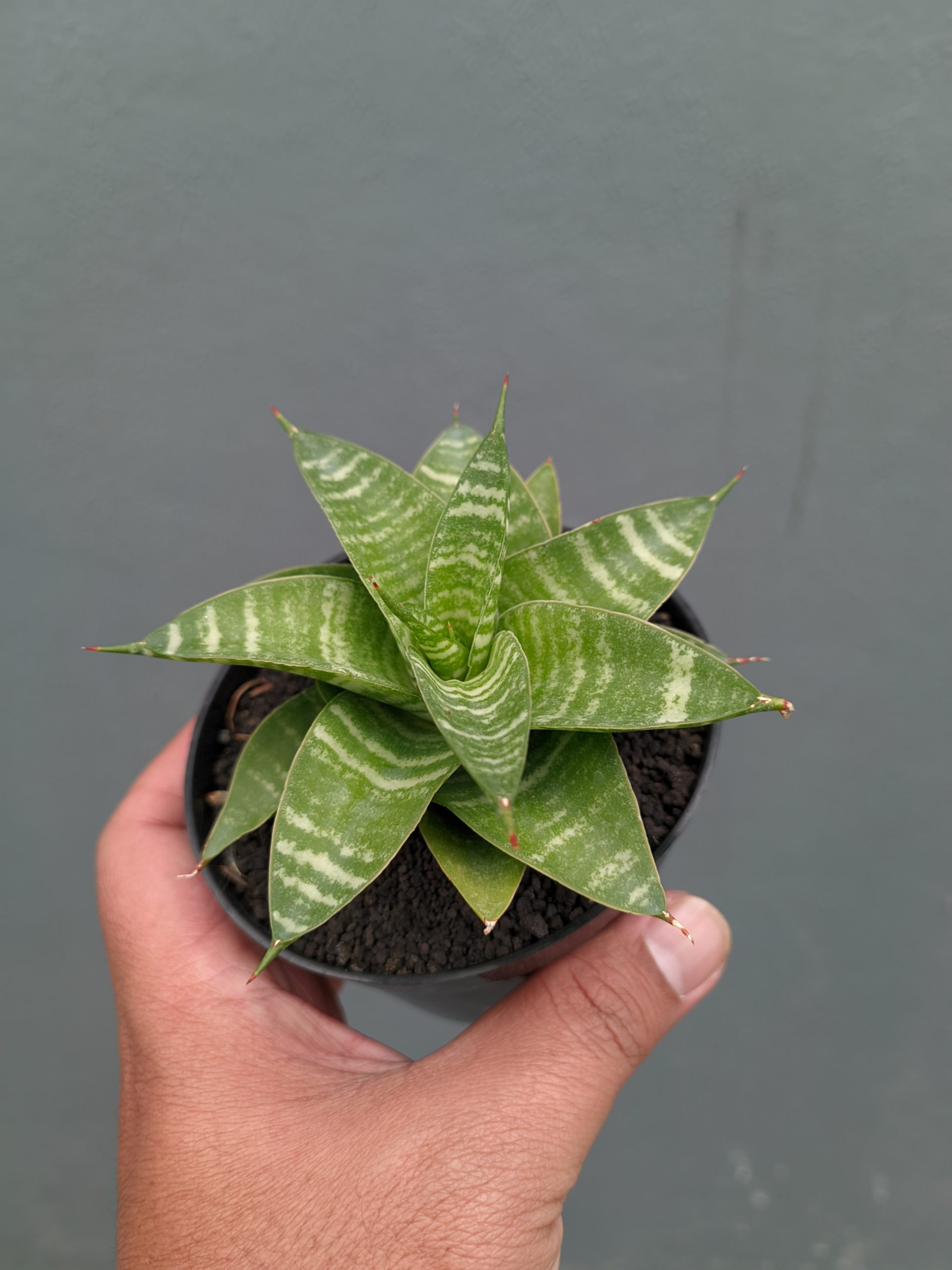1364. Sansevieria Quil - Image 8