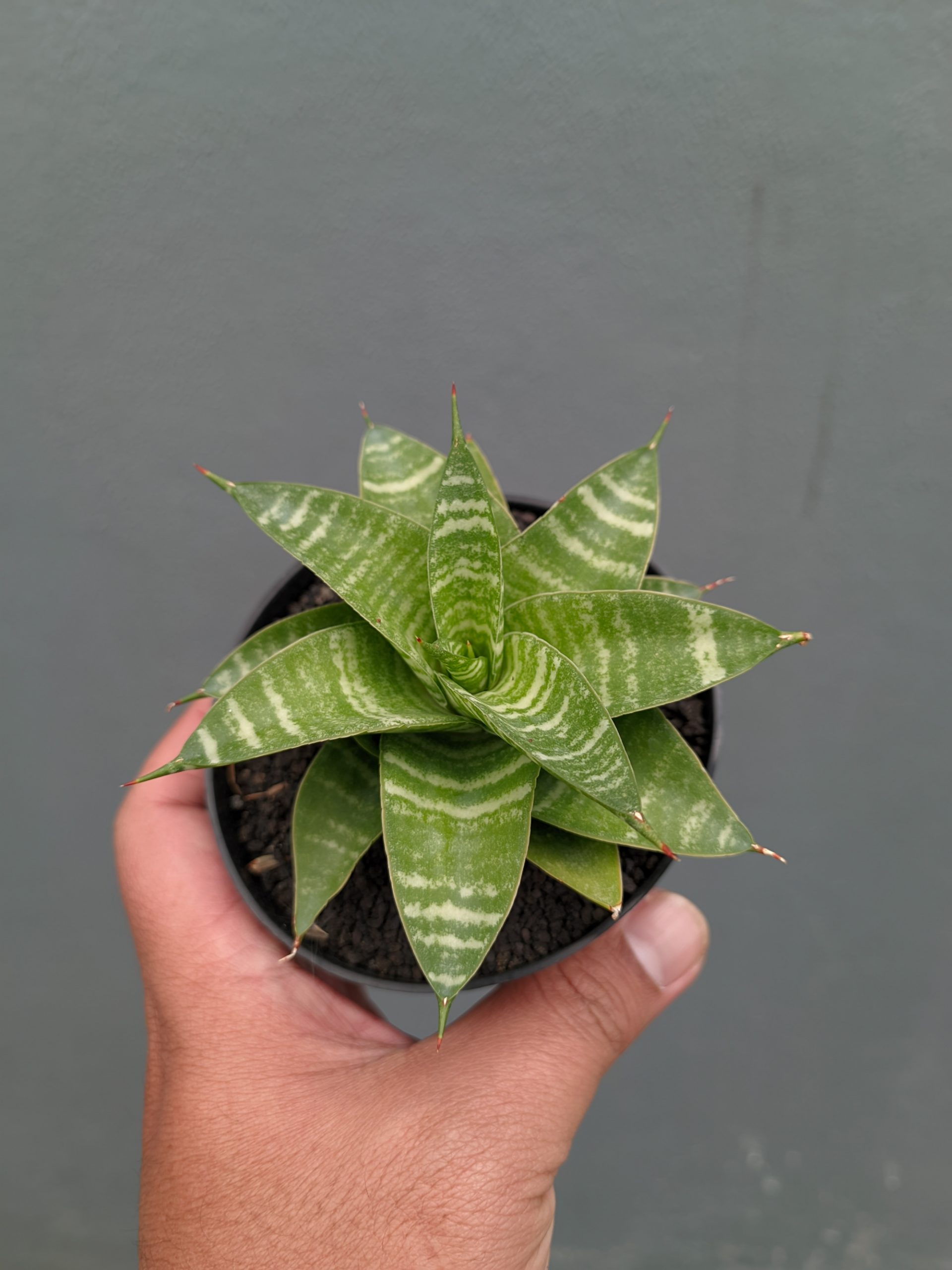 1364. Sansevieria Quil - Image 9