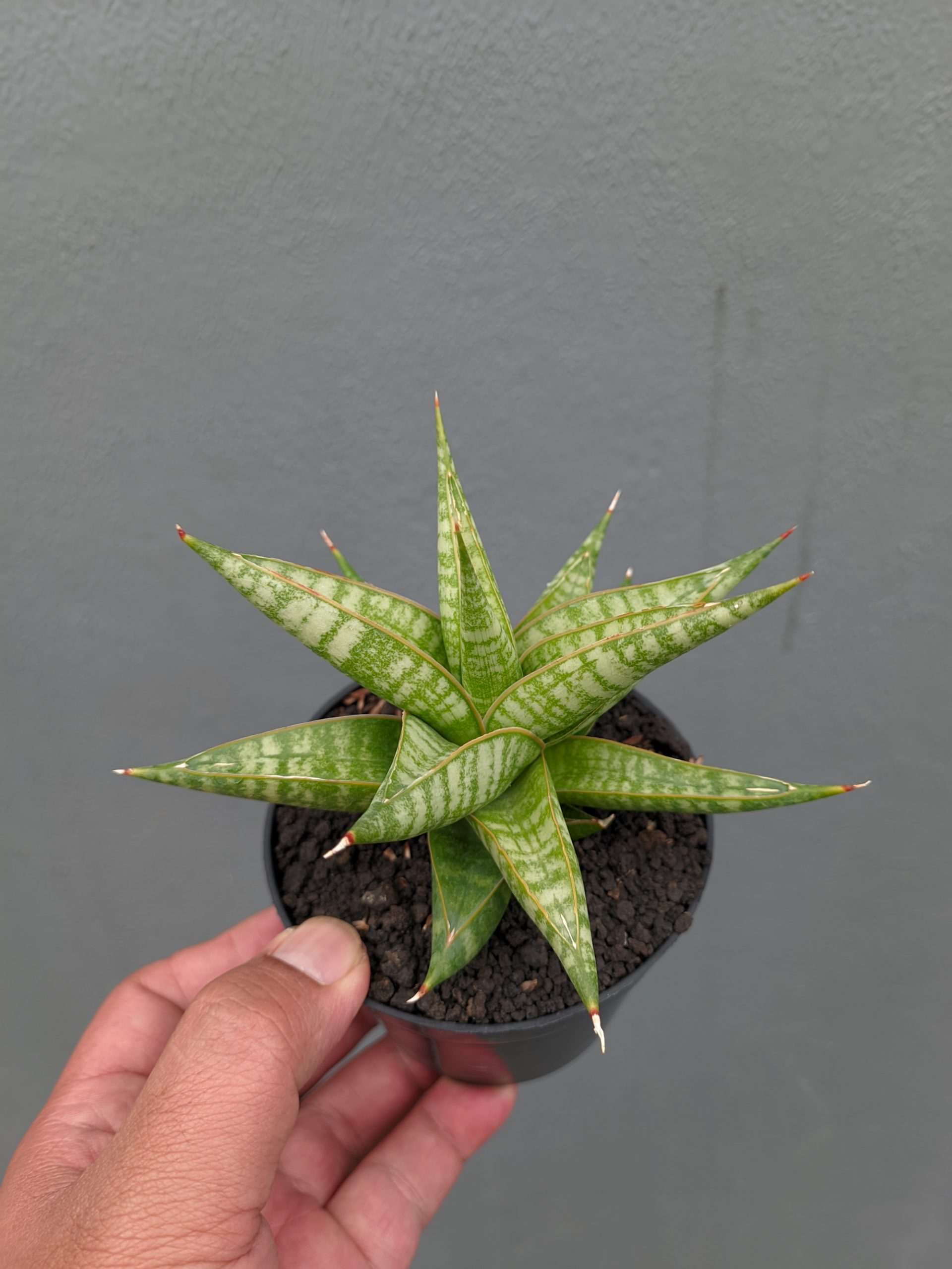 1365. Sansevieria Jatayu - Image 2