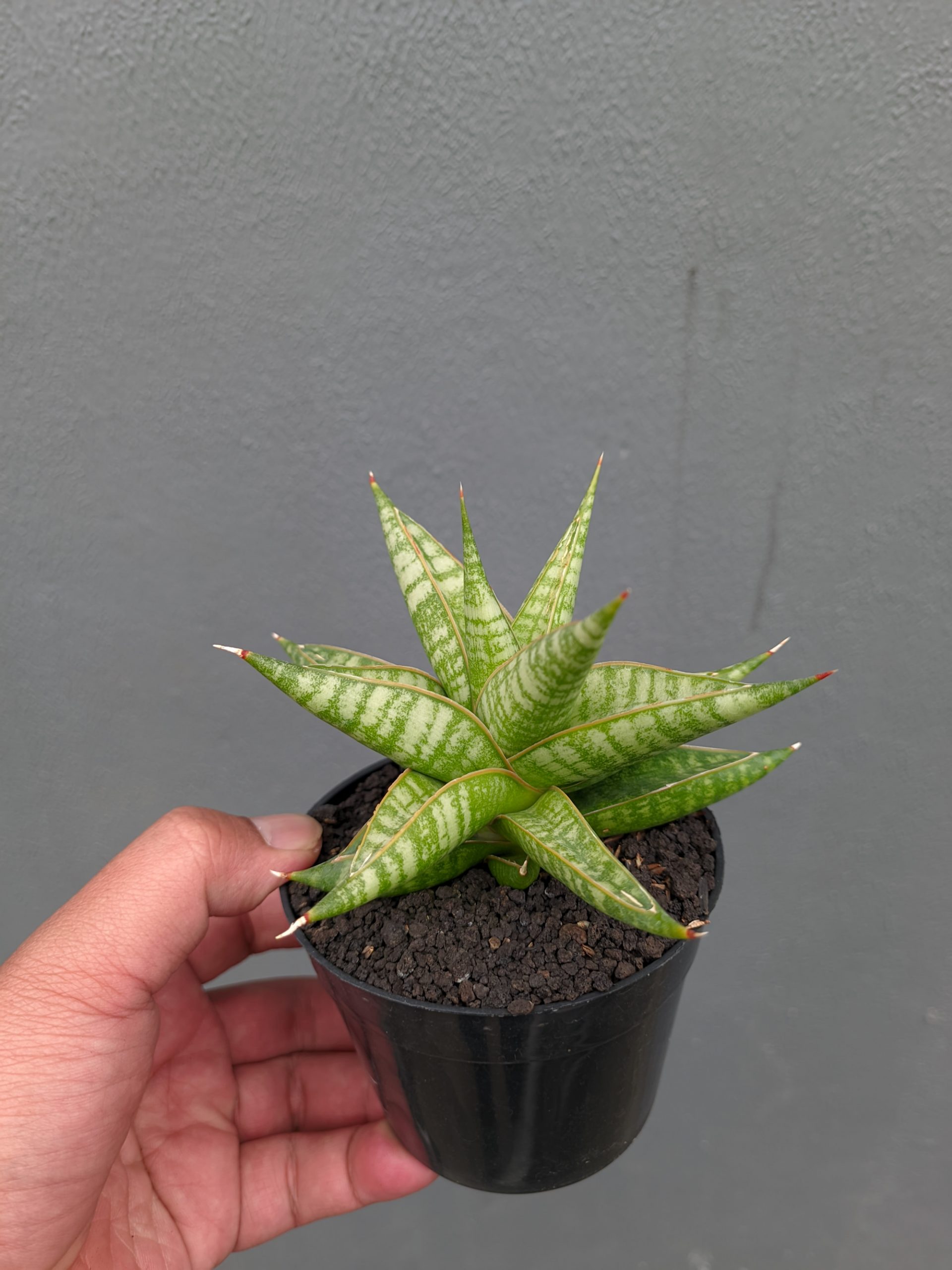 1365. Sansevieria Jatayu - Image 11