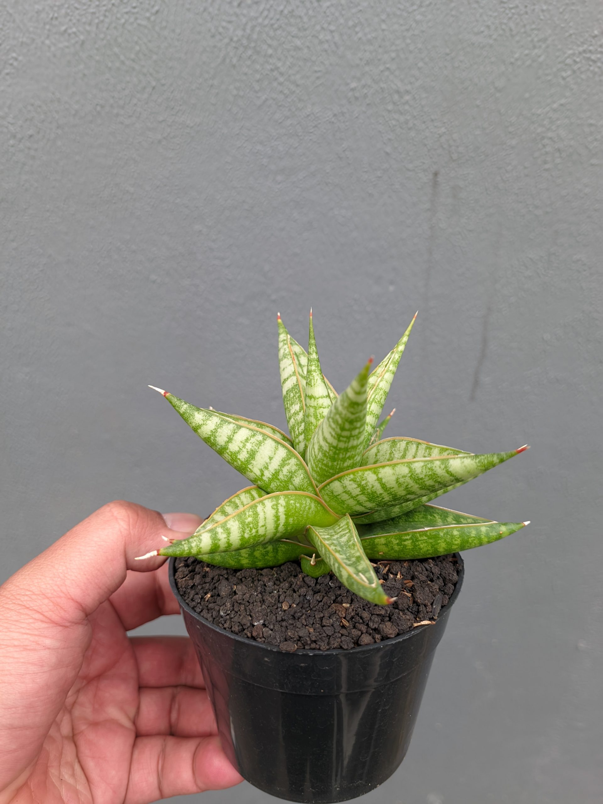 1365. Sansevieria Jatayu - Image 12