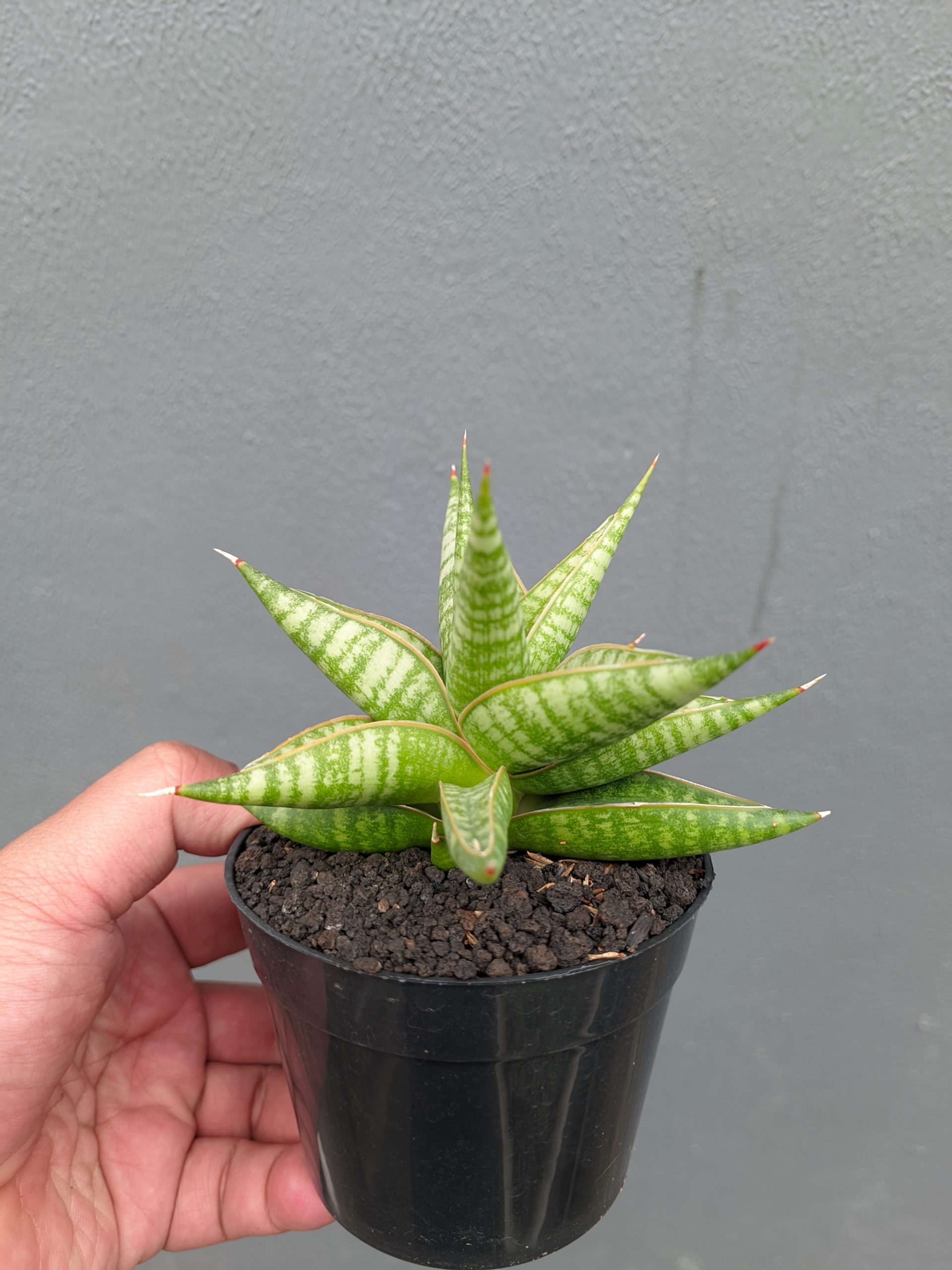 1365. Sansevieria Jatayu - Image 13