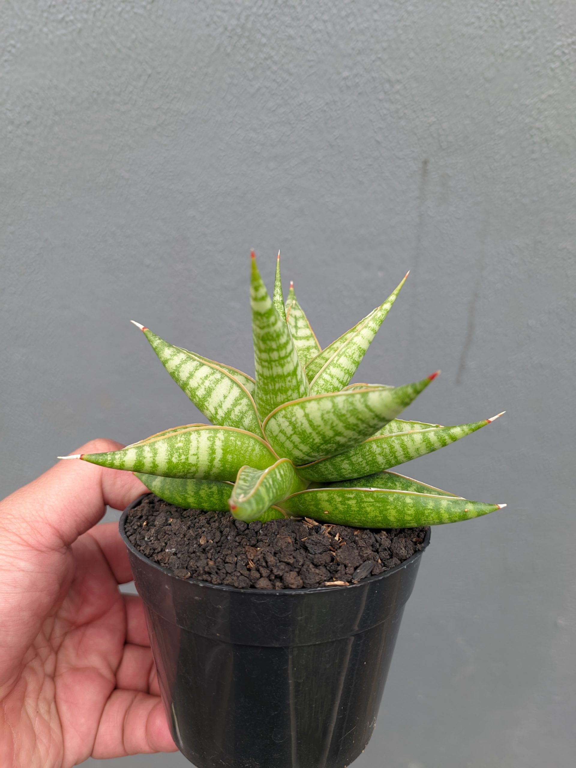 1365. Sansevieria Jatayu - Image 14