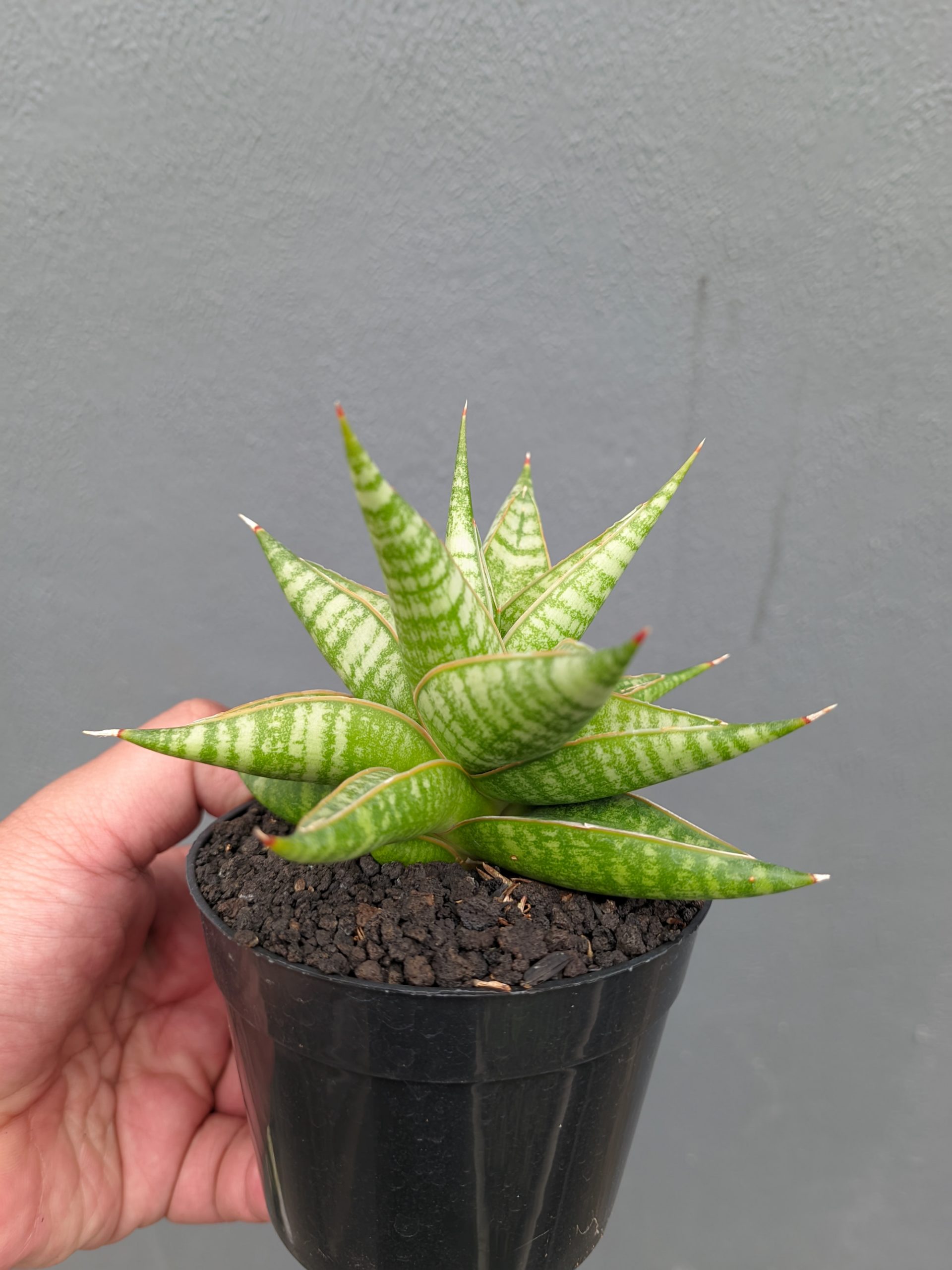 1365. Sansevieria Jatayu - Image 15