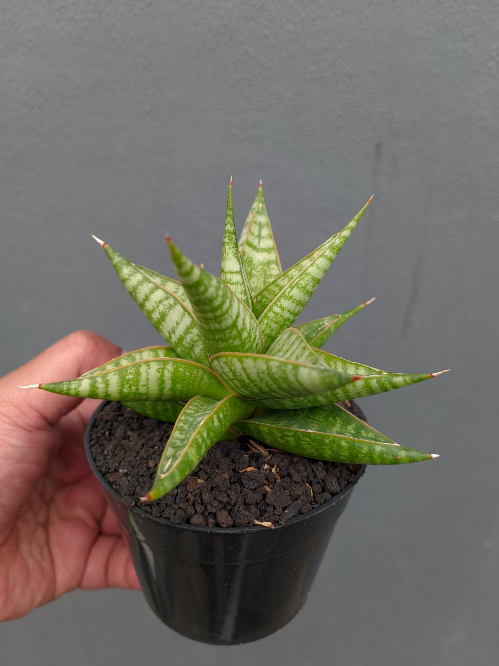 1365. Sansevieria Jatayu - Image 16