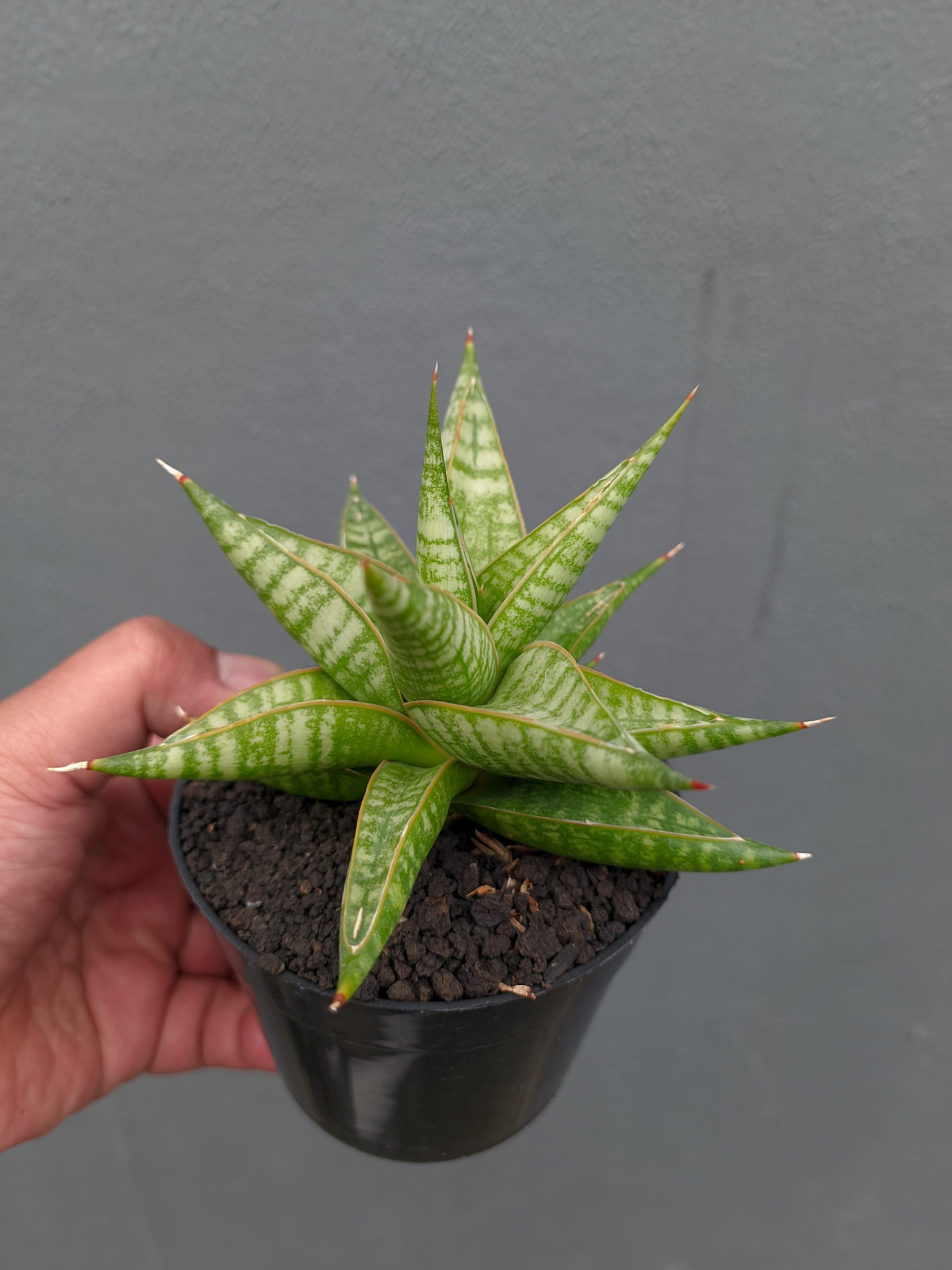 1365. Sansevieria Jatayu - Image 17
