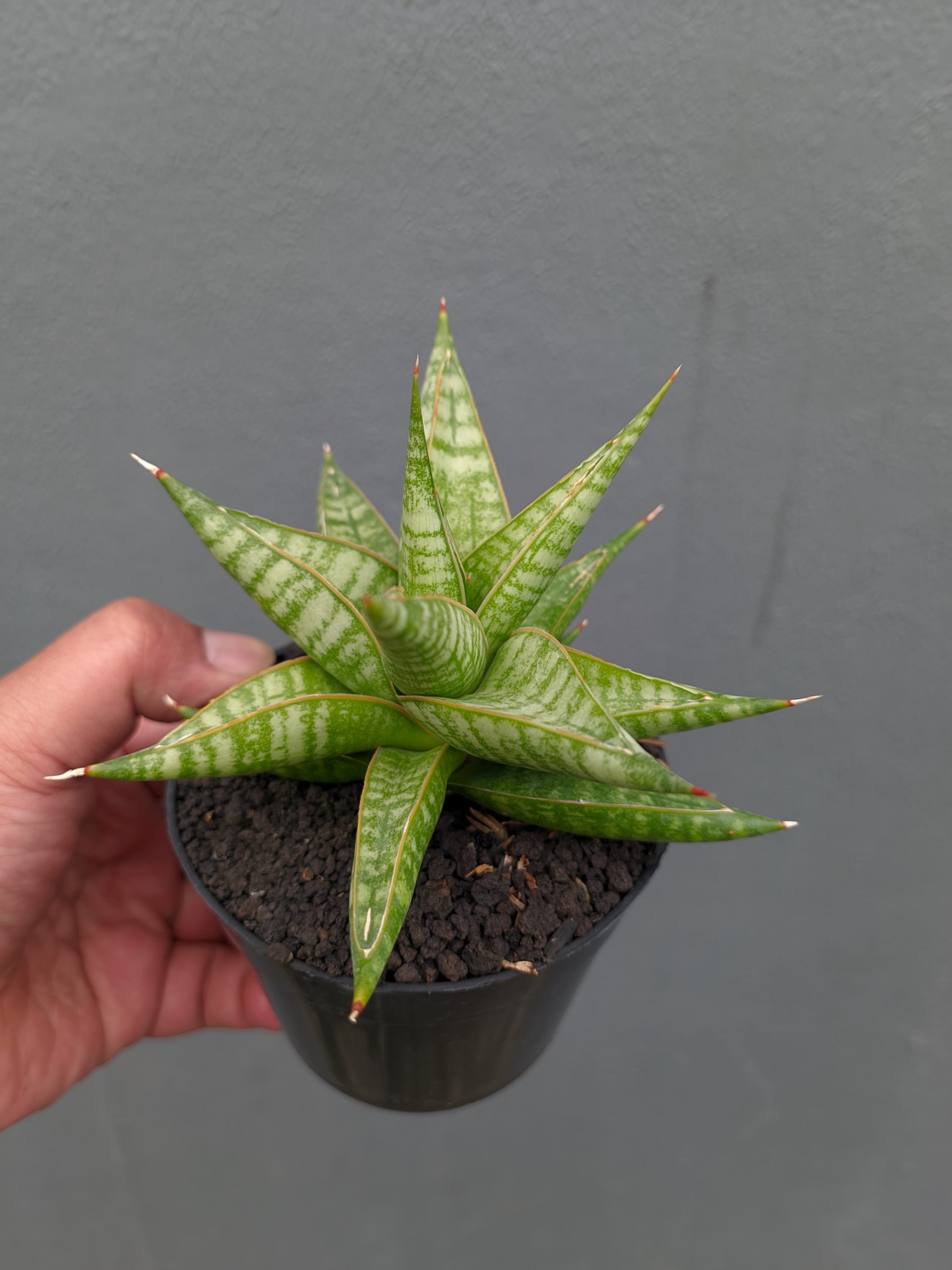1365. Sansevieria Jatayu - Image 18