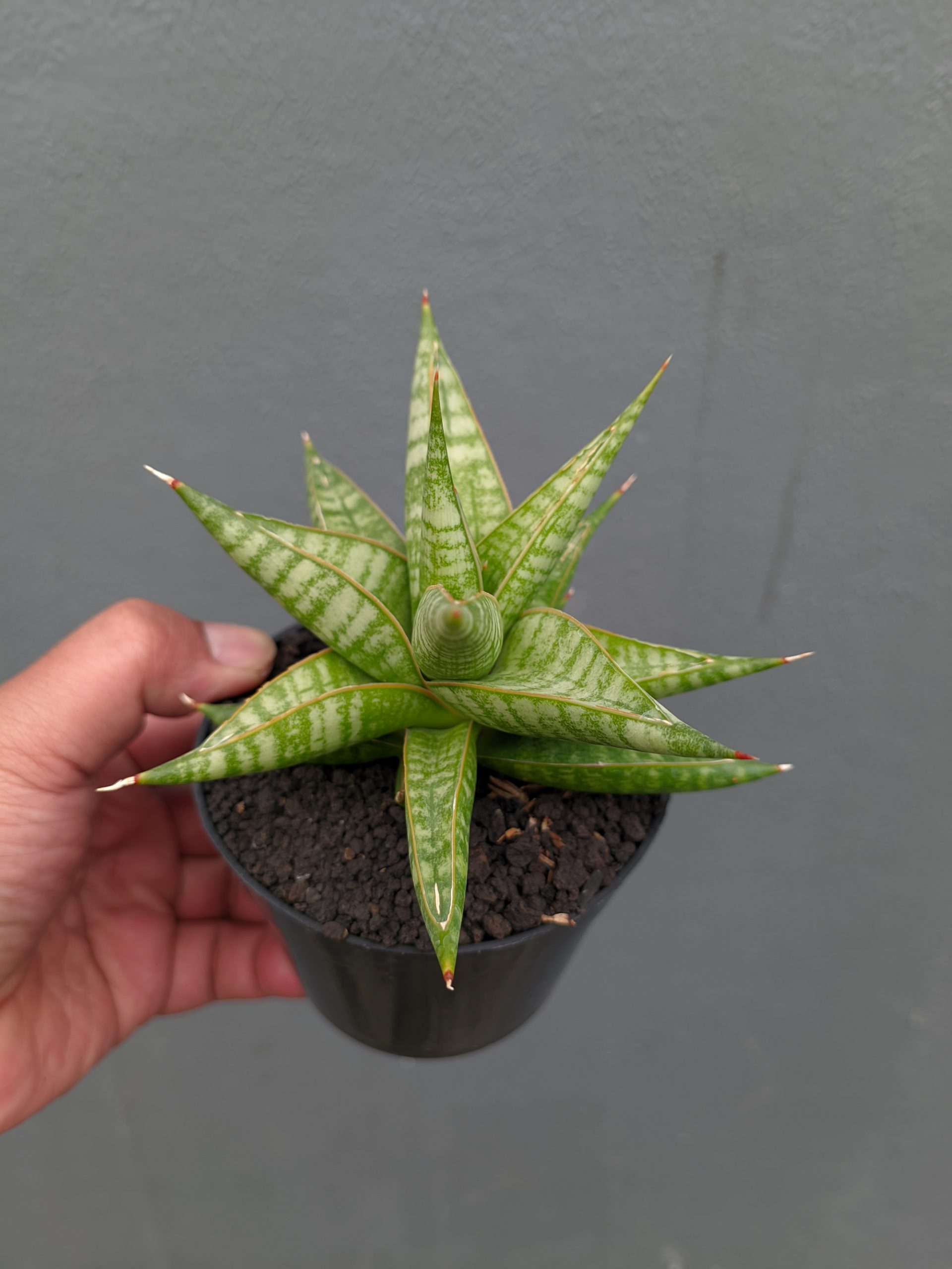 1365. Sansevieria Jatayu - Image 19