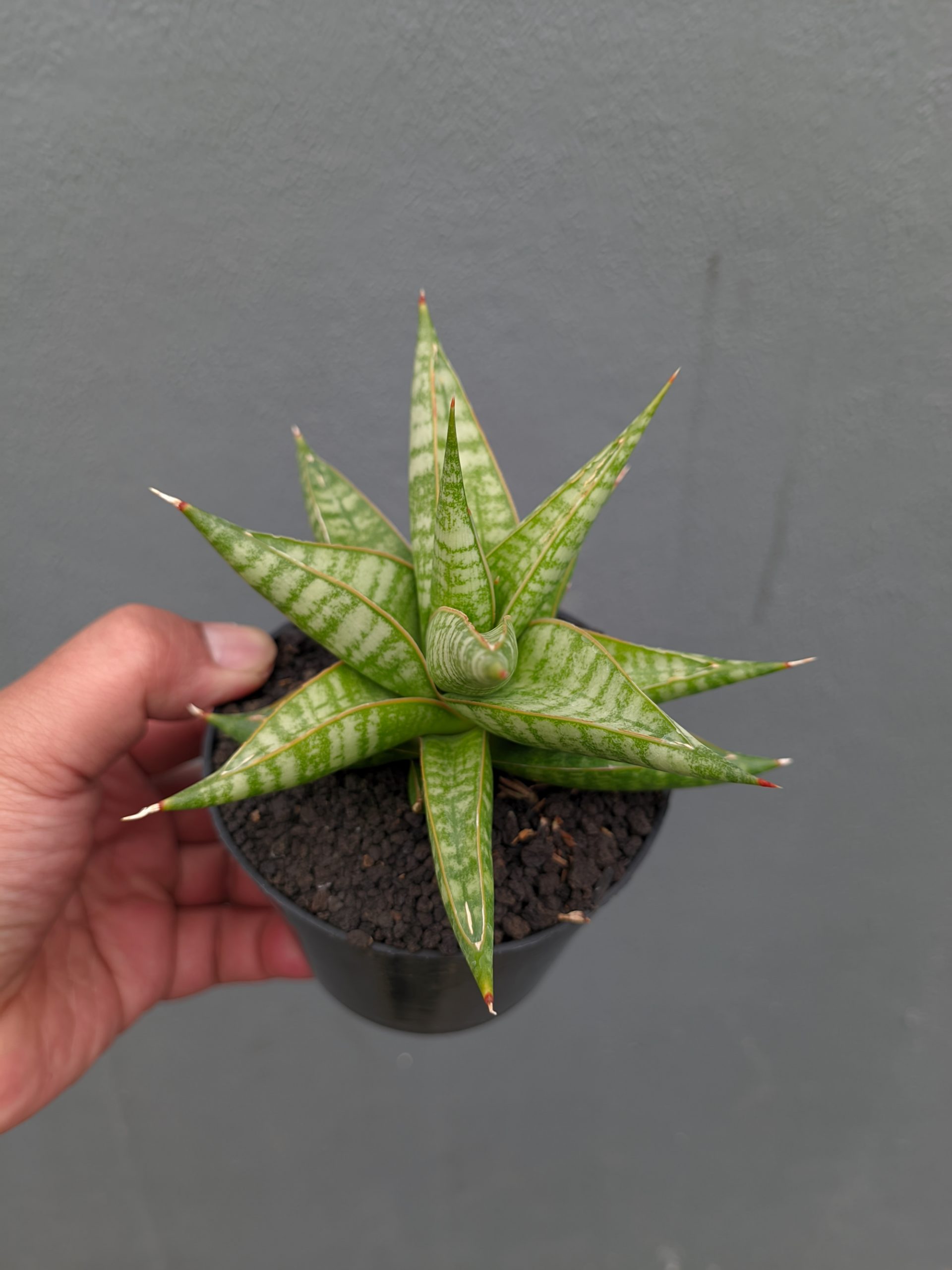 1365. Sansevieria Jatayu - Image 20