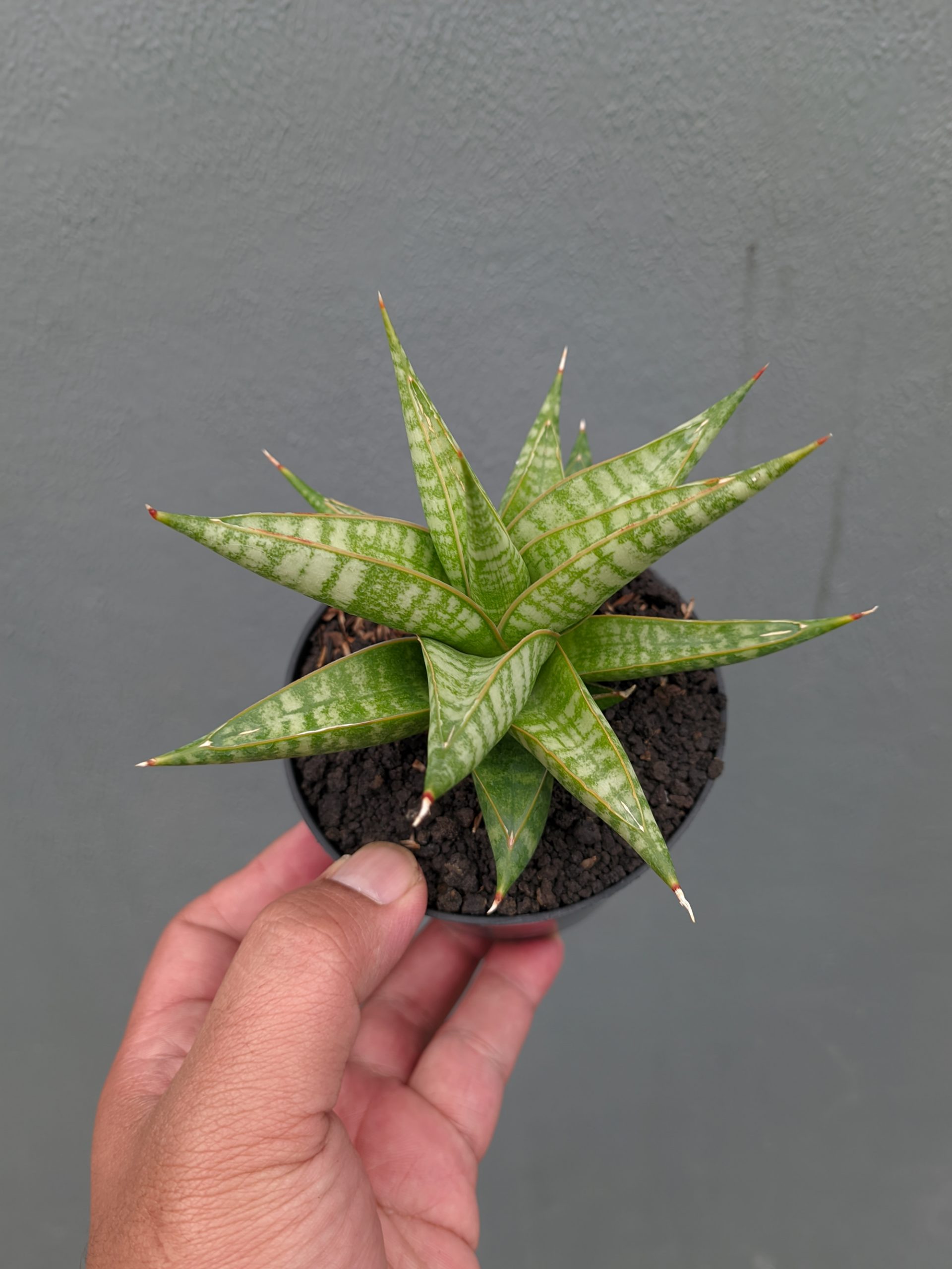 1365. Sansevieria Jatayu - Image 3