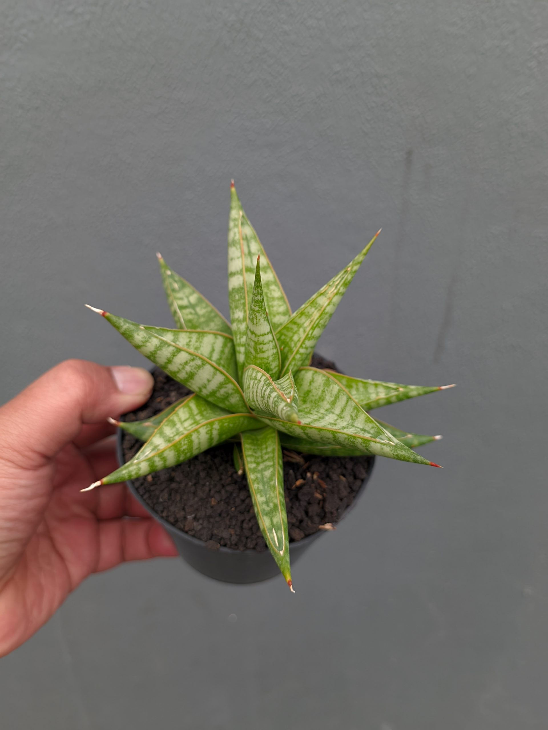 1365. Sansevieria Jatayu - Image 21