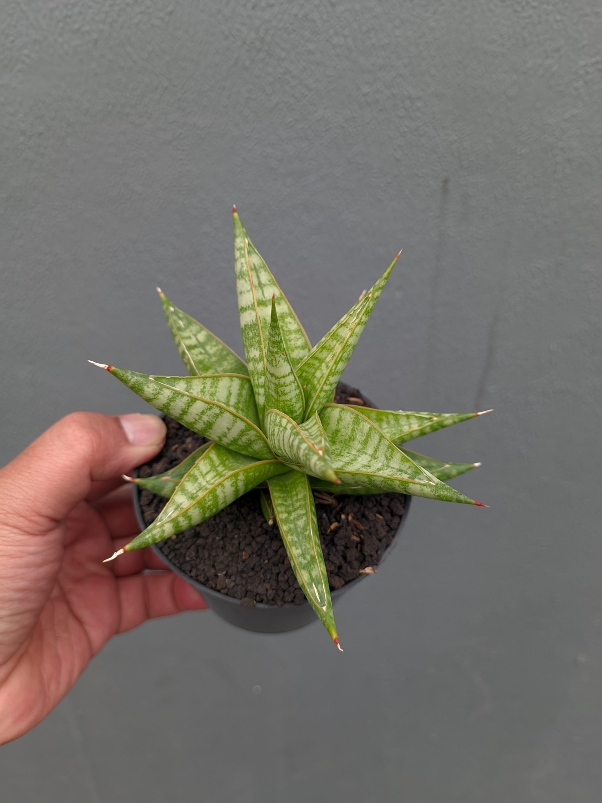 1365. Sansevieria Jatayu - Image 22