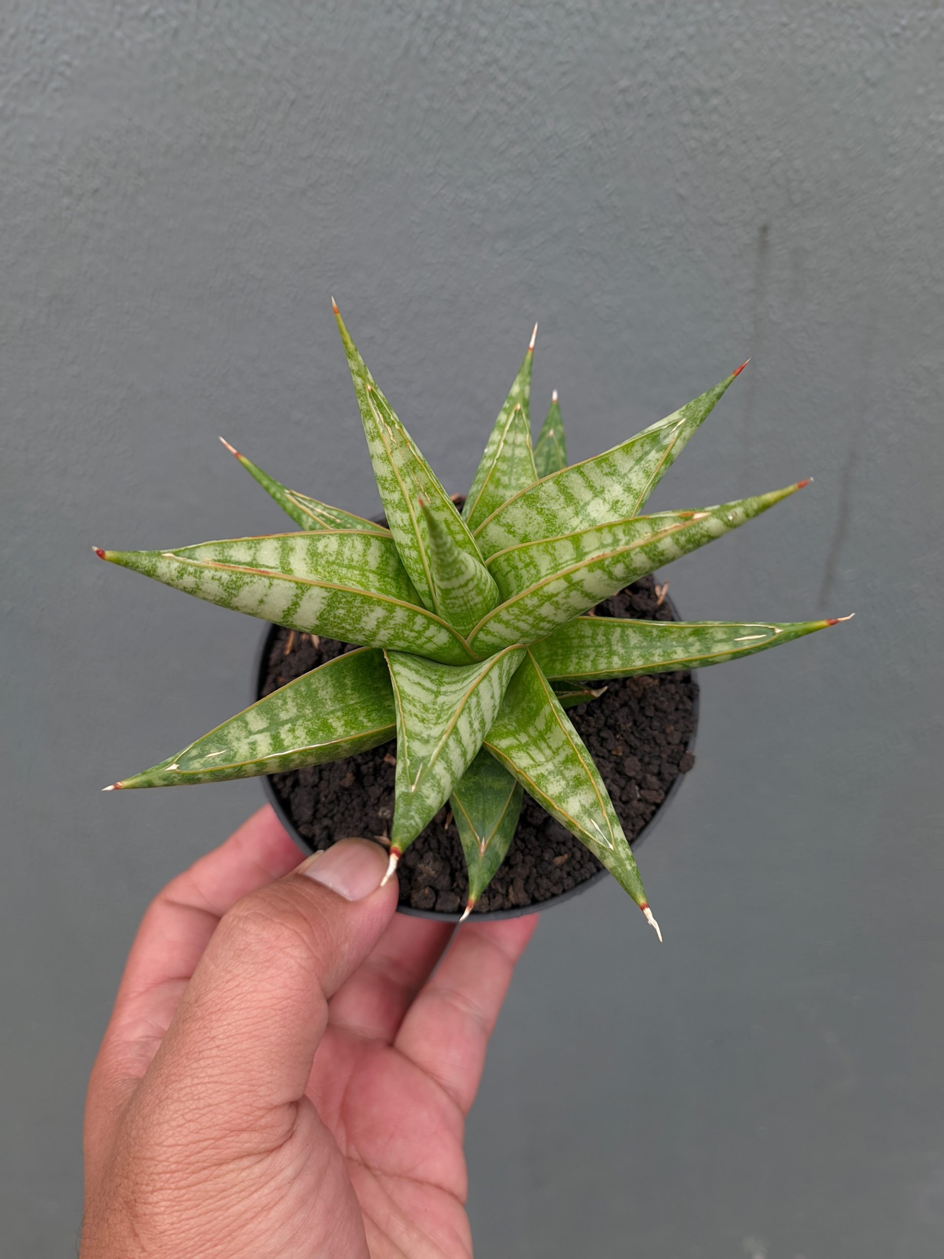 1365. Sansevieria Jatayu - Image 4