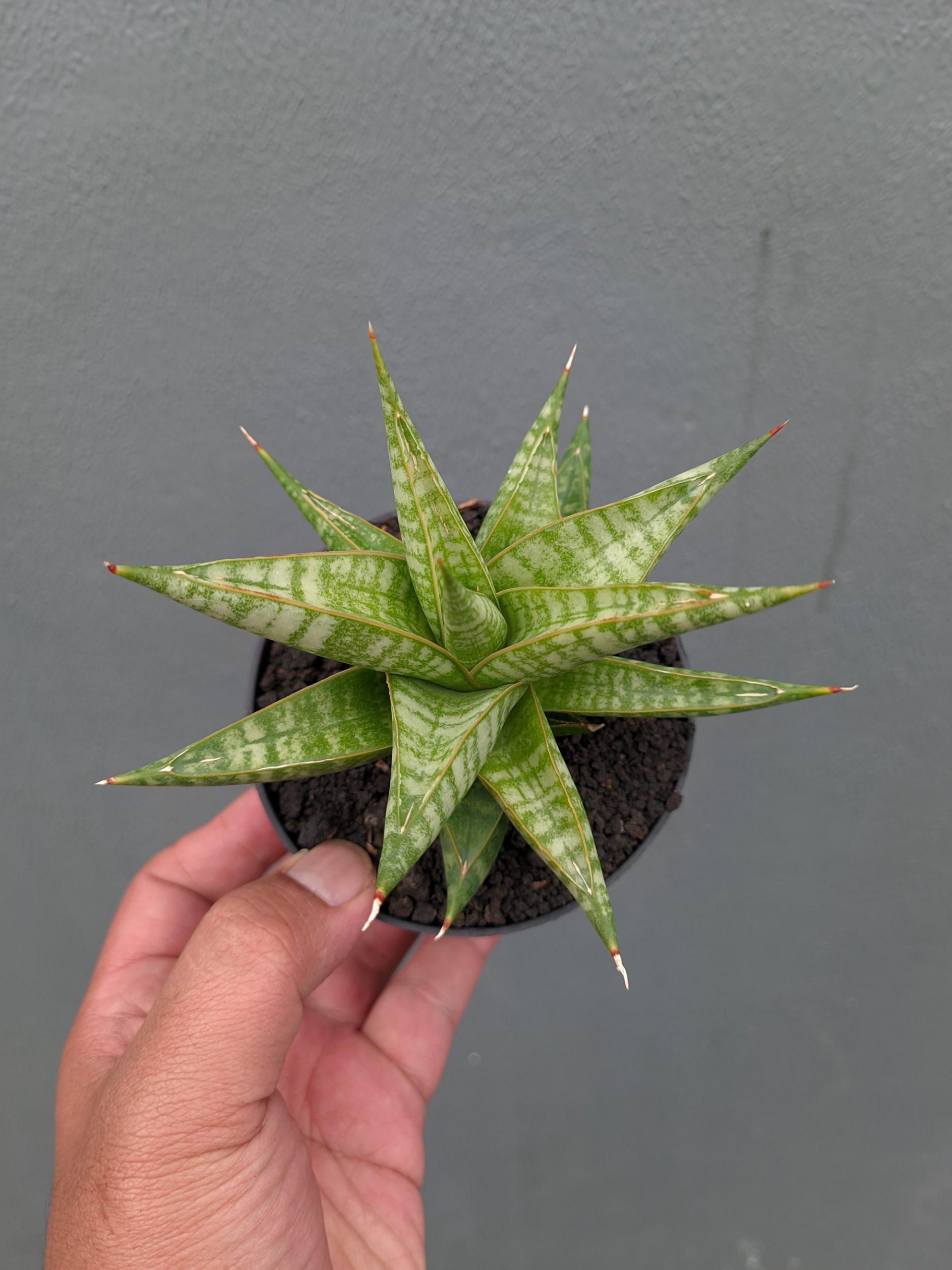 1365. Sansevieria Jatayu - Image 5