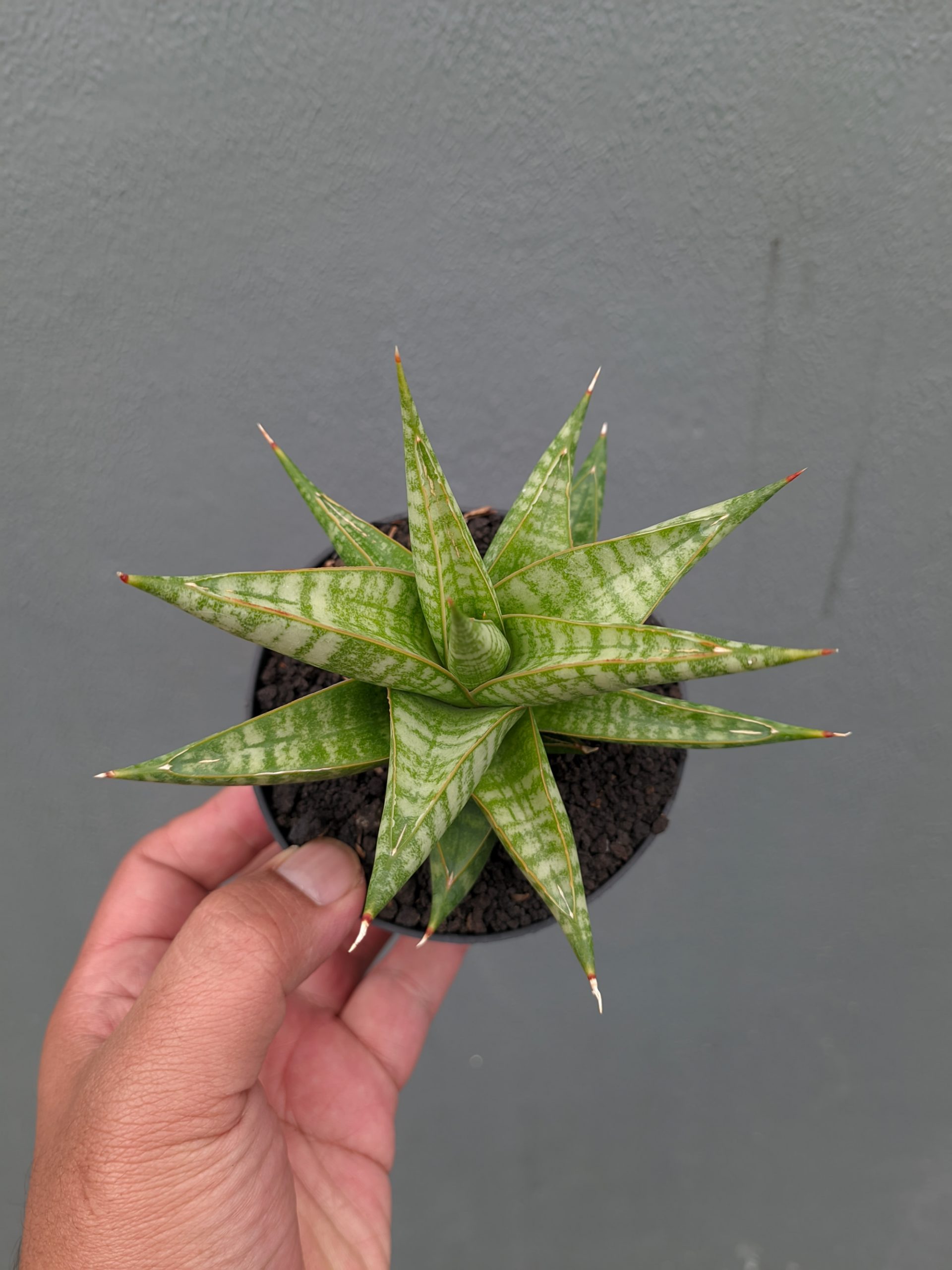 1365. Sansevieria Jatayu - Image 6
