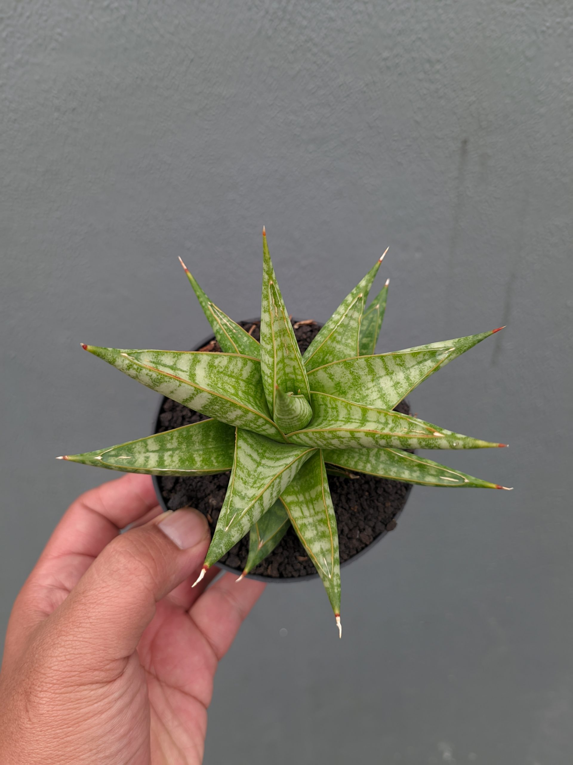 1365. Sansevieria Jatayu - Image 7