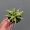 1365. Sansevieria Jatayu
