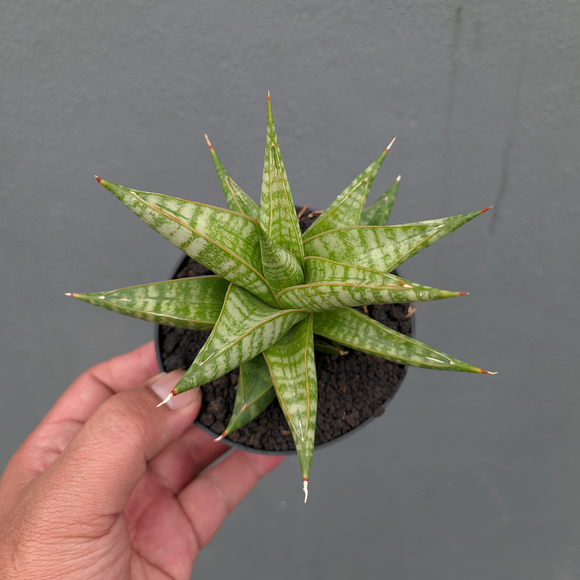 1365. Sansevieria Jatayu