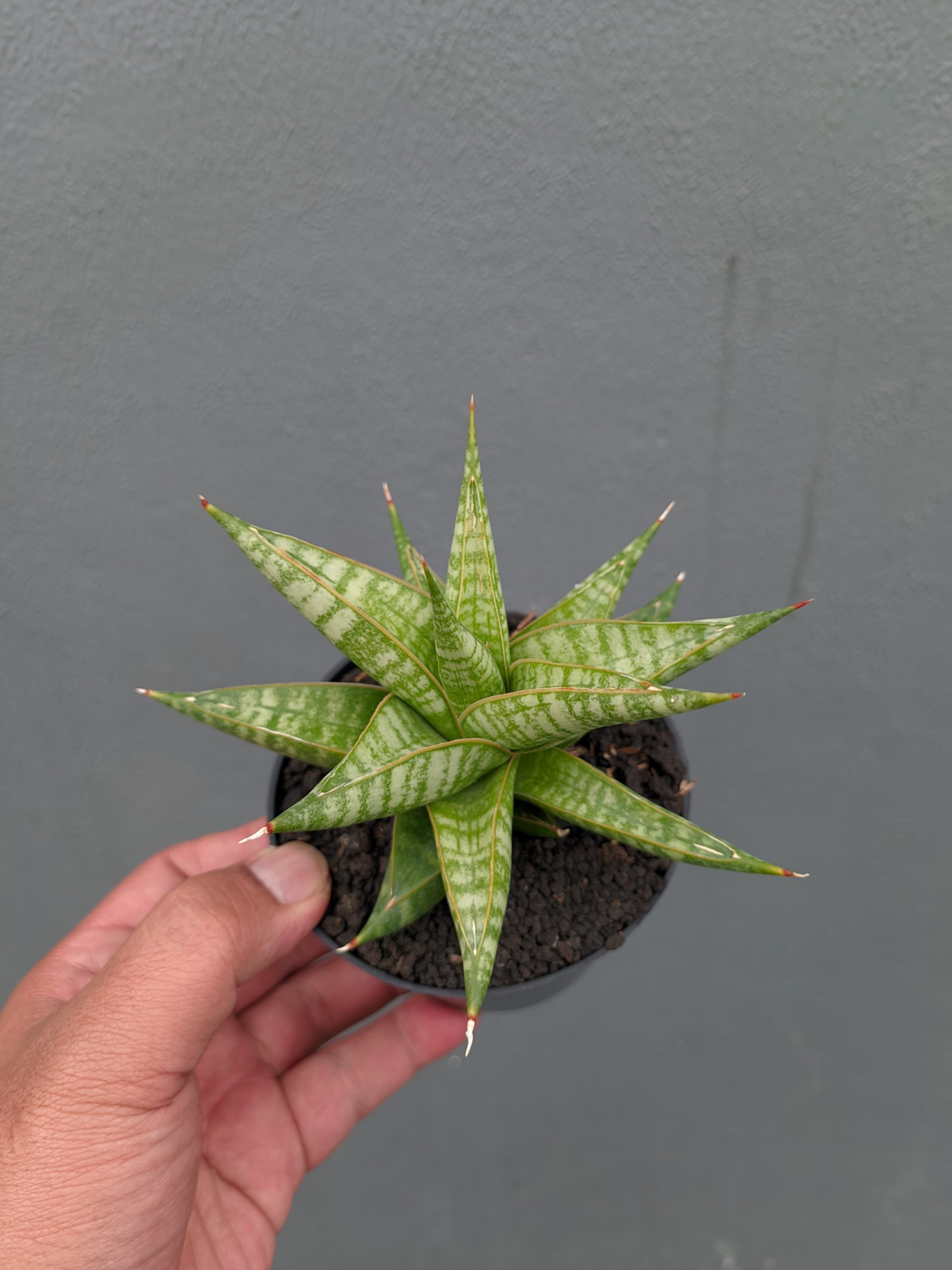1365. Sansevieria Jatayu - Image 9