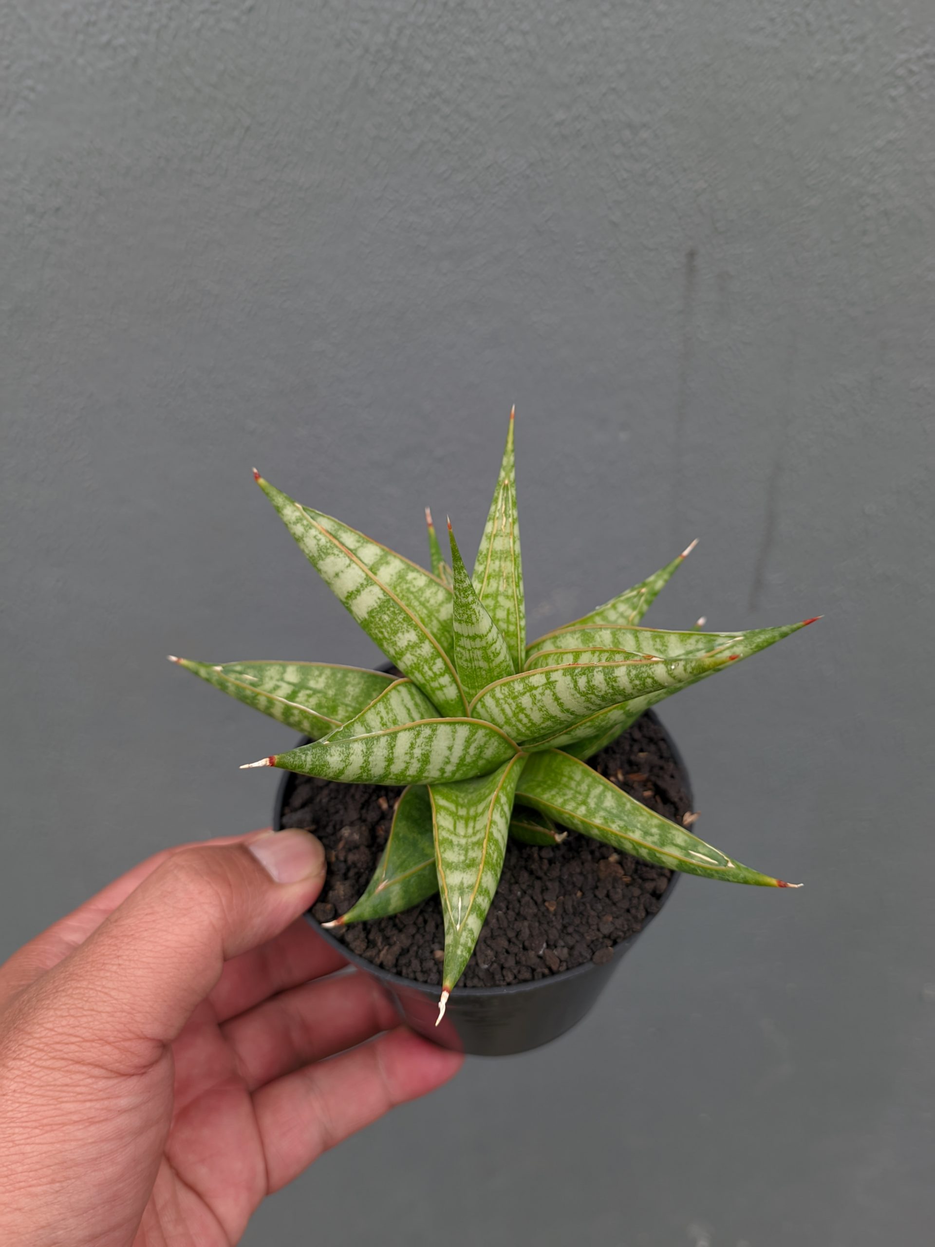 1365. Sansevieria Jatayu - Image 10