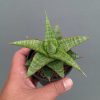1366. Sansevieria Godzilla