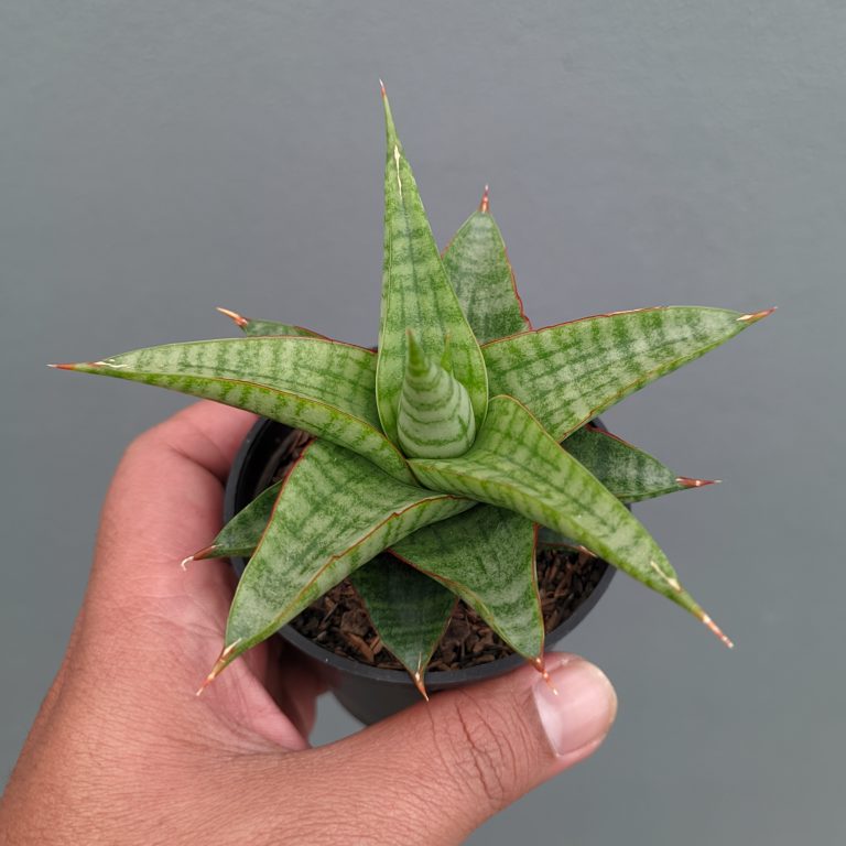 1366. Sansevieria Godzilla