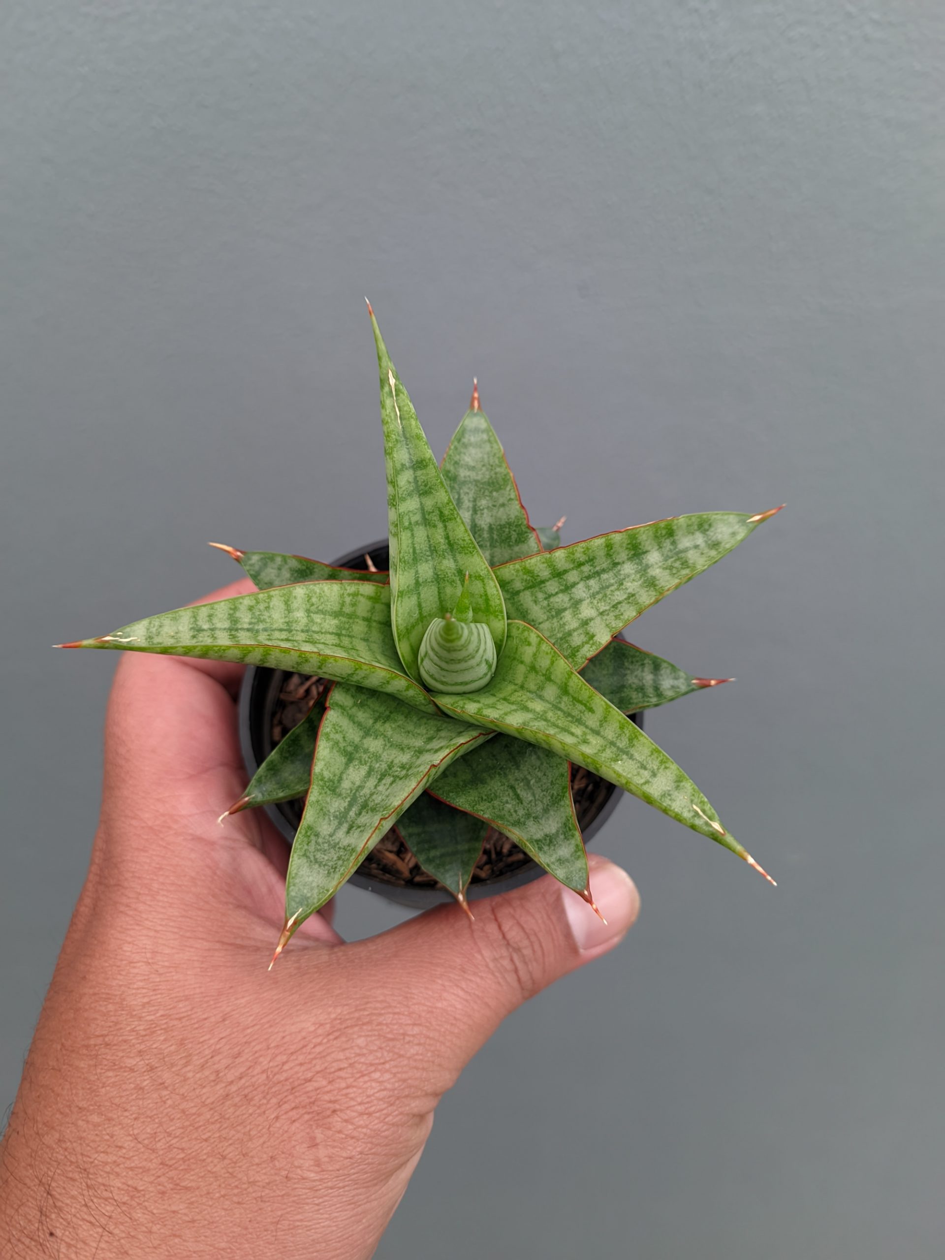 1366. Sansevieria Godzilla - Image 5