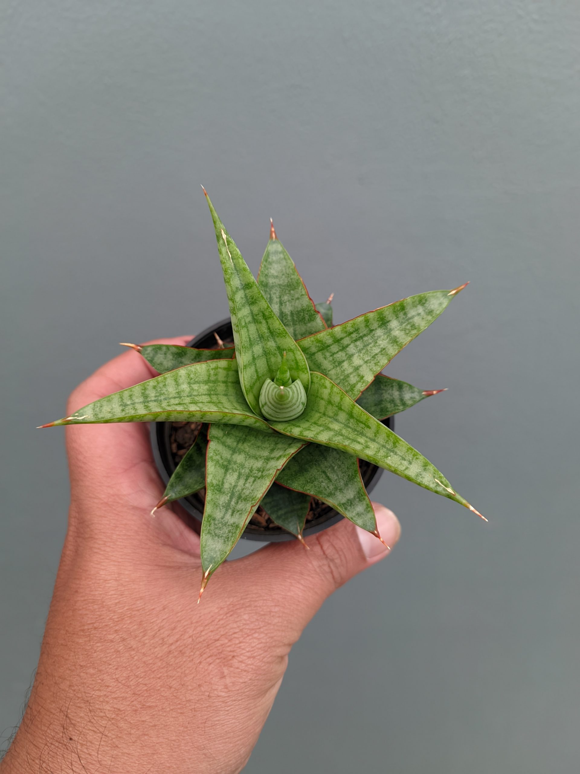 1366. Sansevieria Godzilla - Image 7