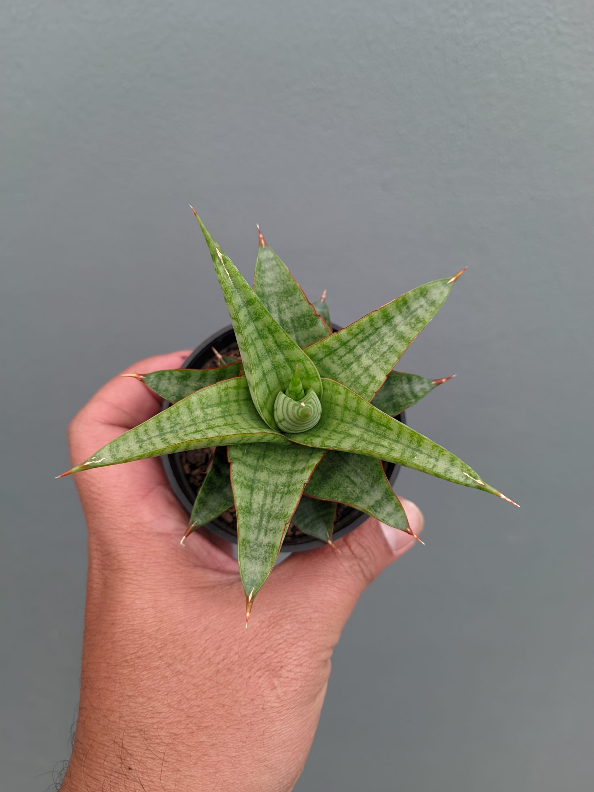 1366. Sansevieria Godzilla - Image 9