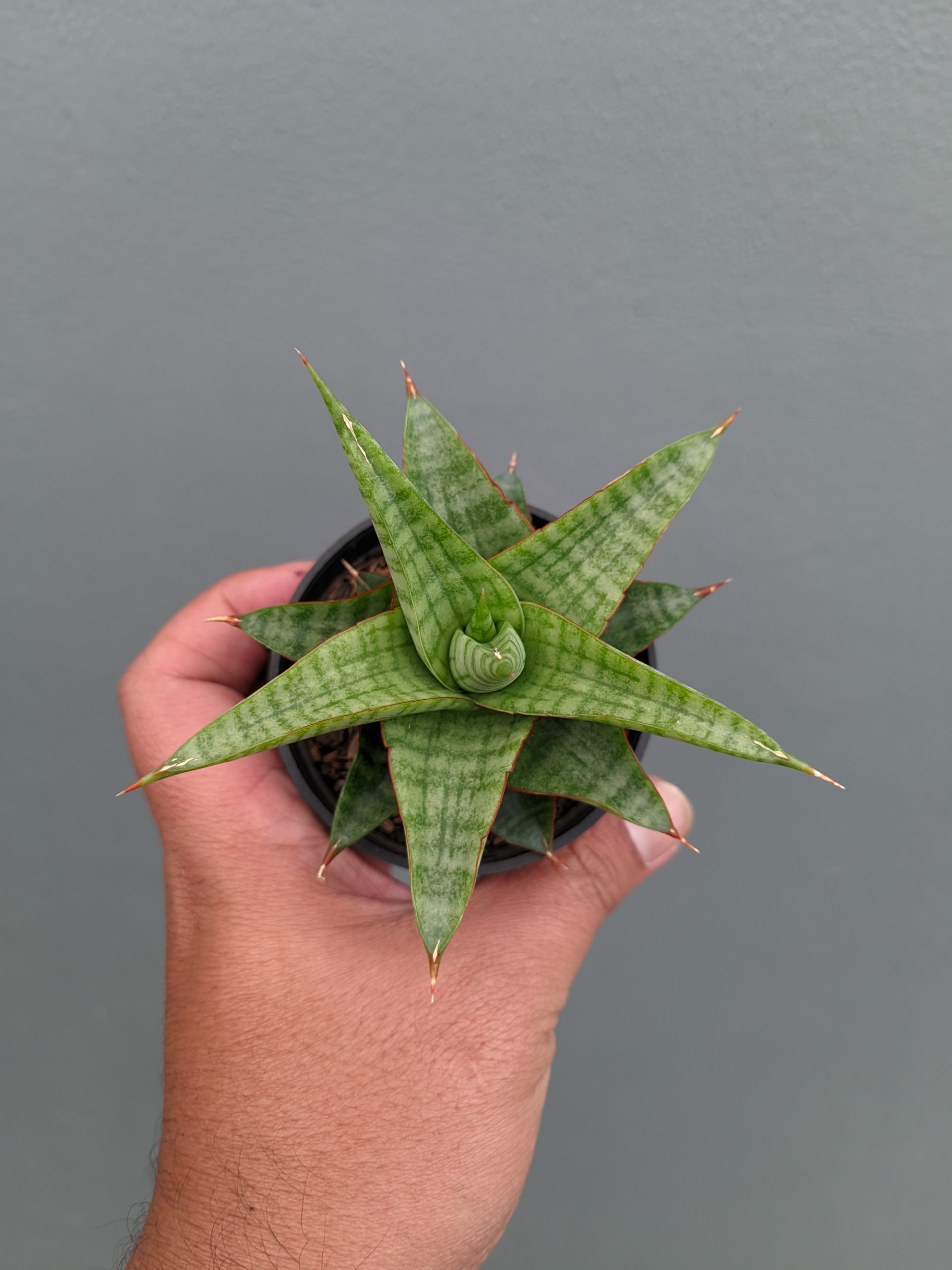 1366. Sansevieria Godzilla - Image 10