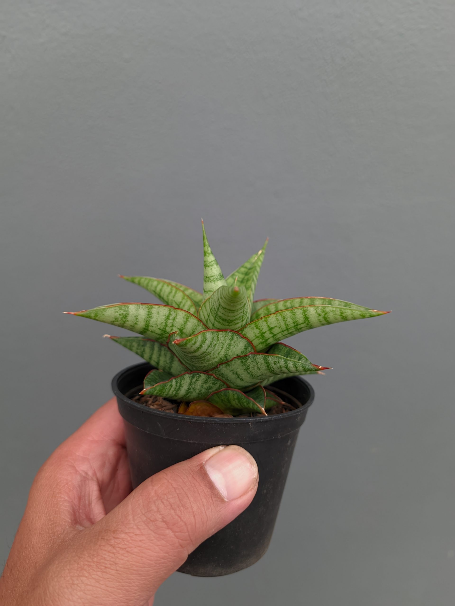 1366. Sansevieria Godzilla - Image 8