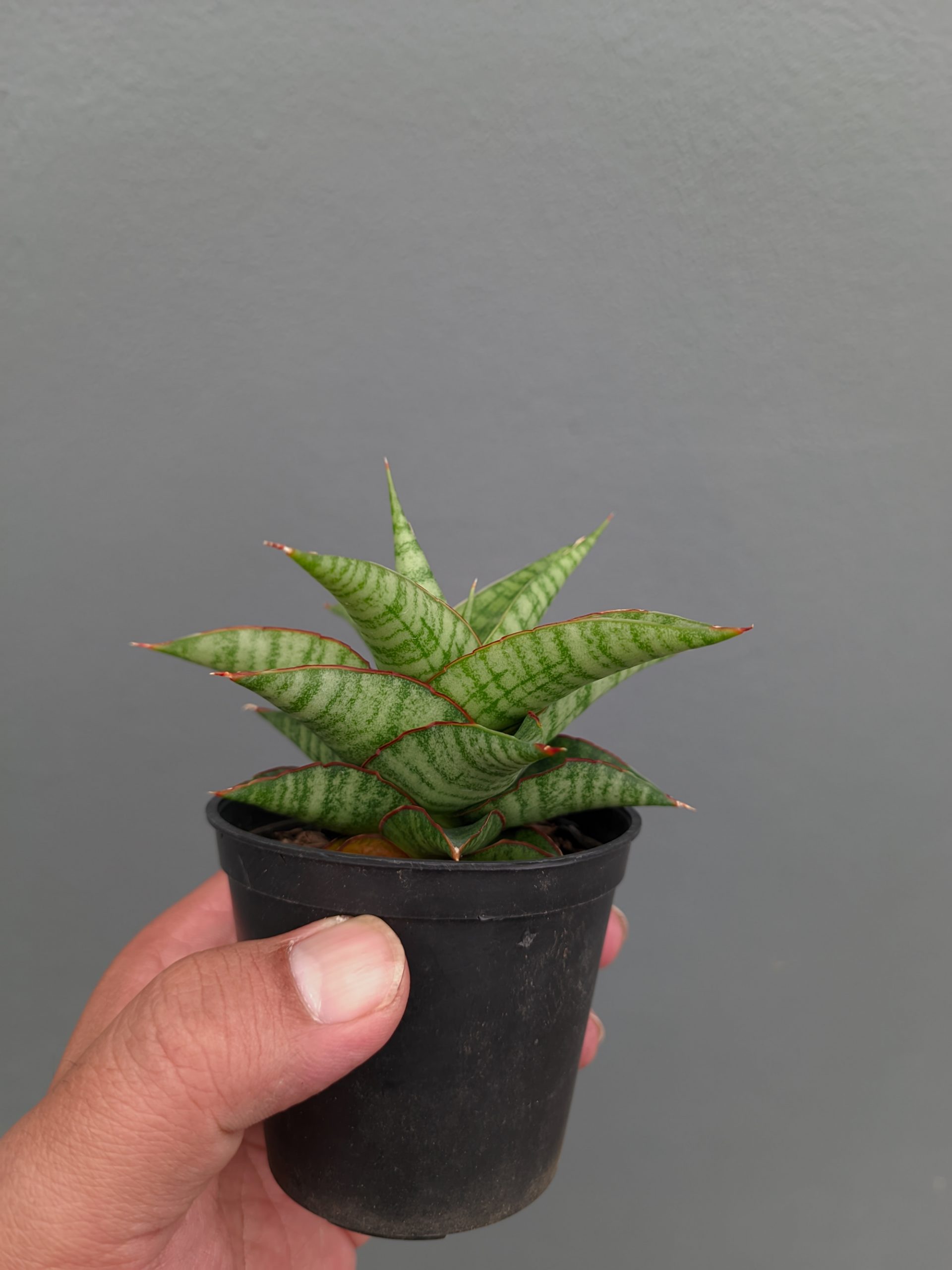 1366. Sansevieria Godzilla - Image 4