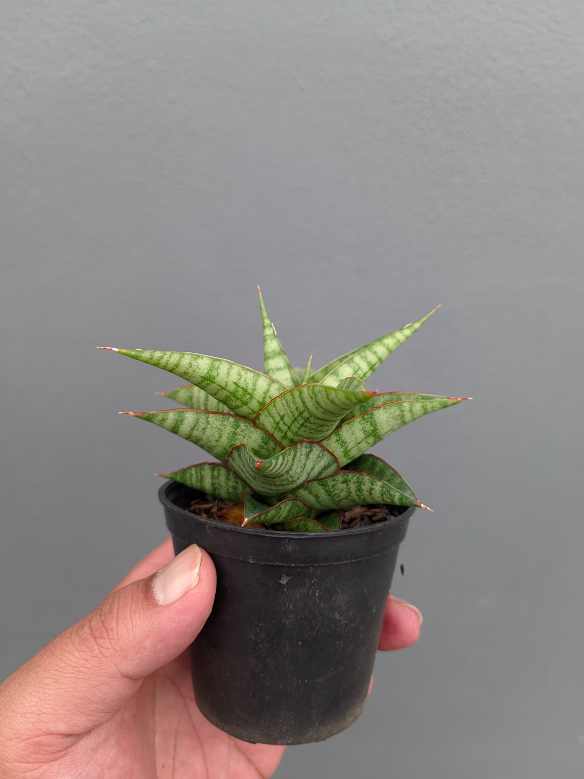 1366. Sansevieria Godzilla - Image 6