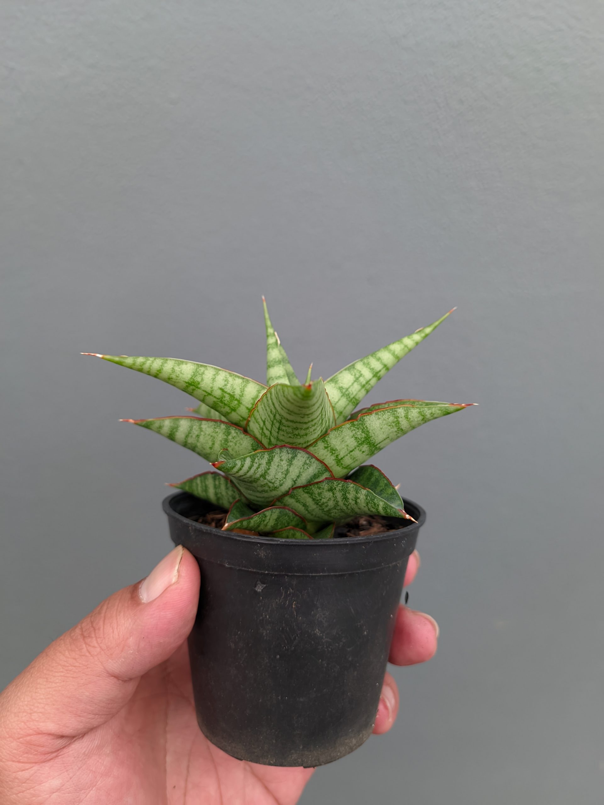 1366. Sansevieria Godzilla - Image 2