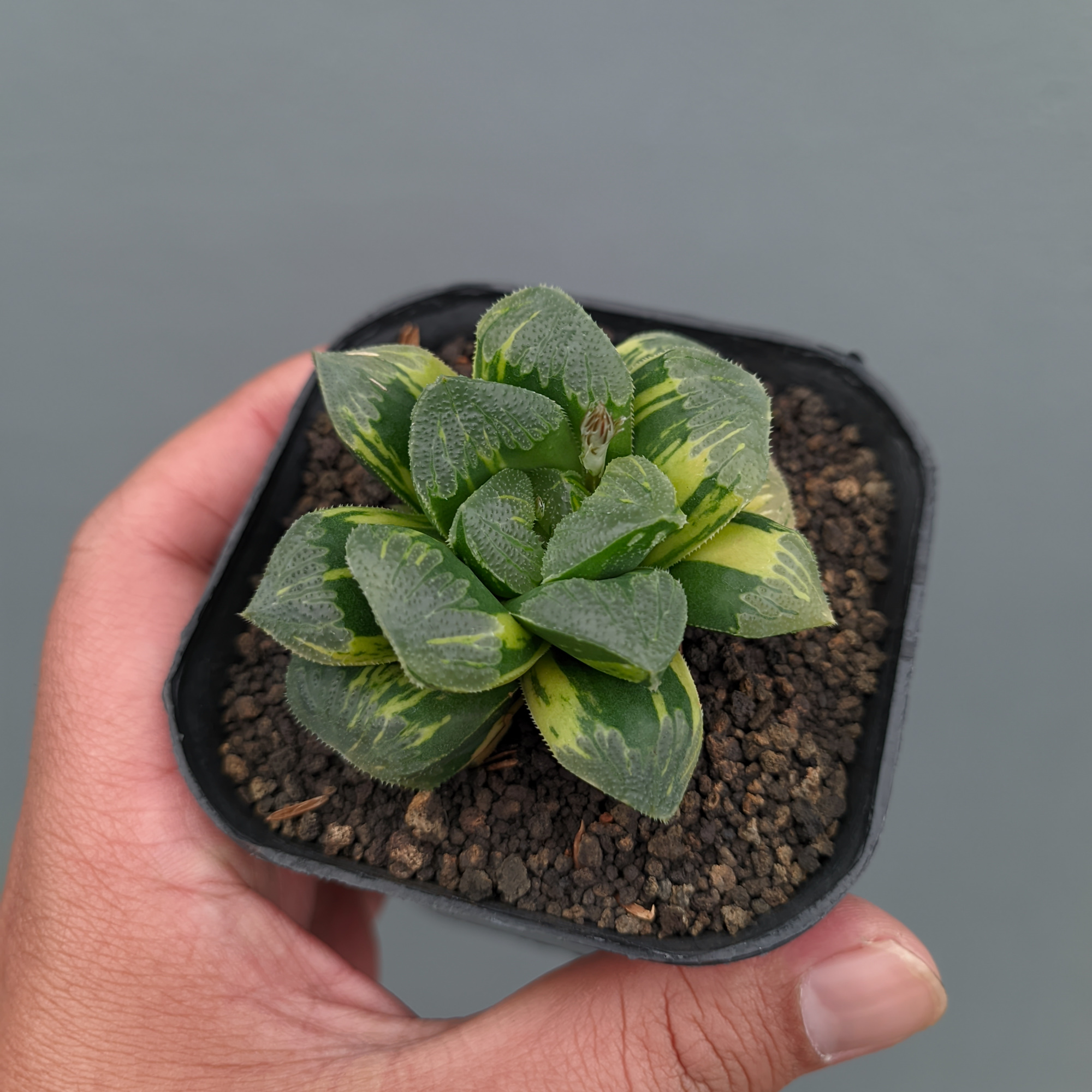 1367. Haworthia Truncata Maughanii Variegated - Image 4