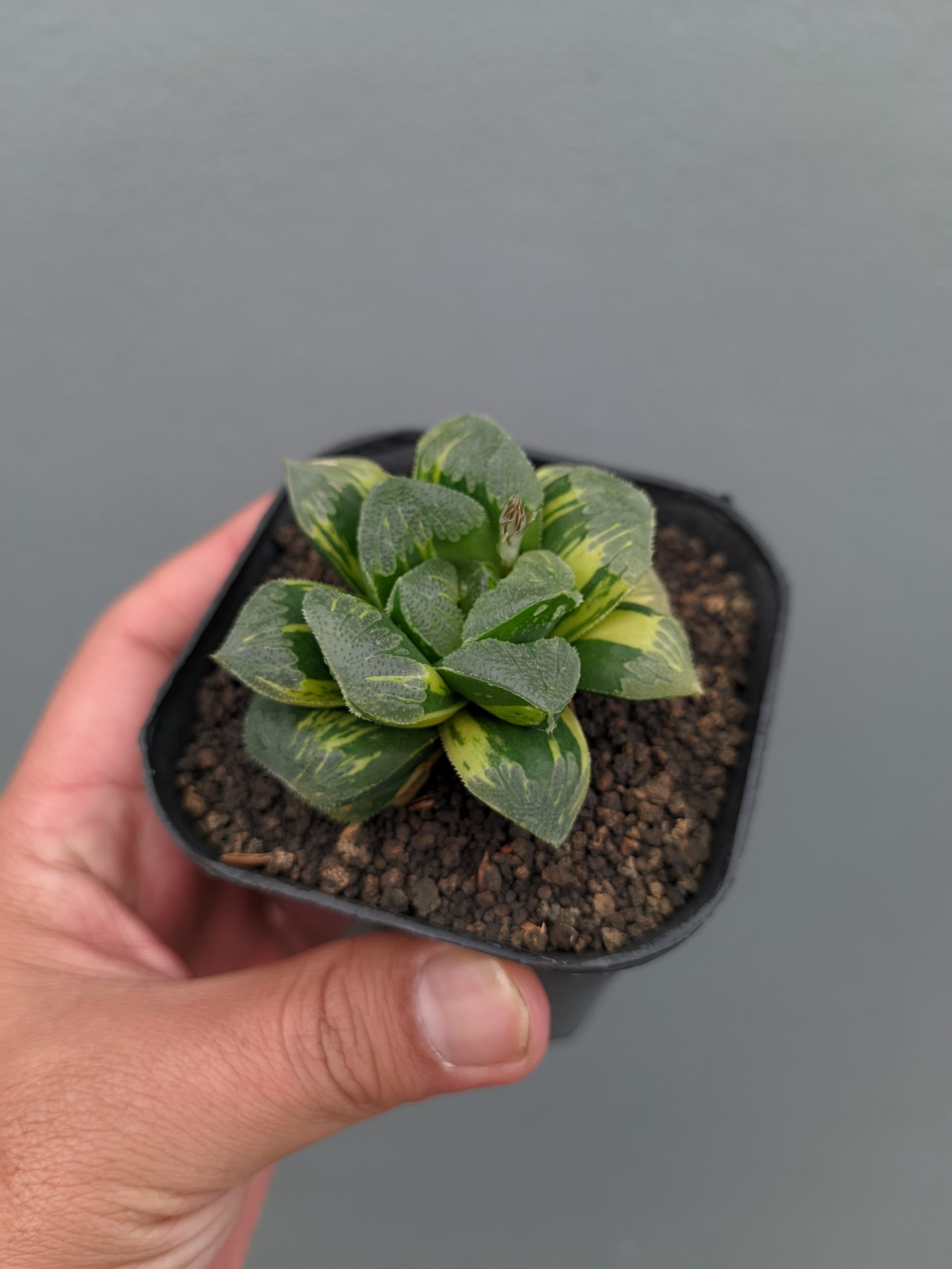 1367. Haworthia Truncata Maughanii Variegated - Image 11