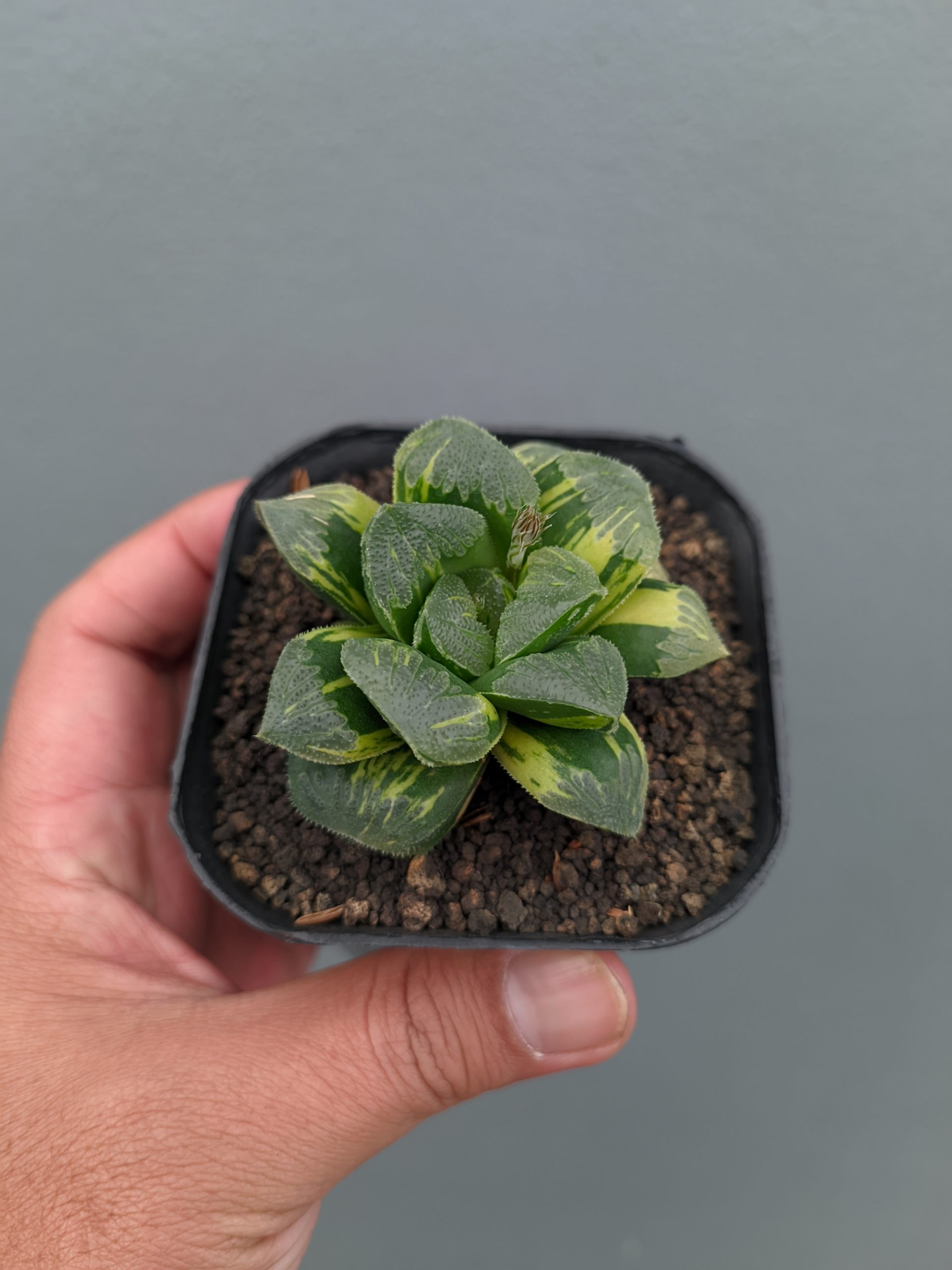 1367. Haworthia Truncata Maughanii Variegated - Image 12