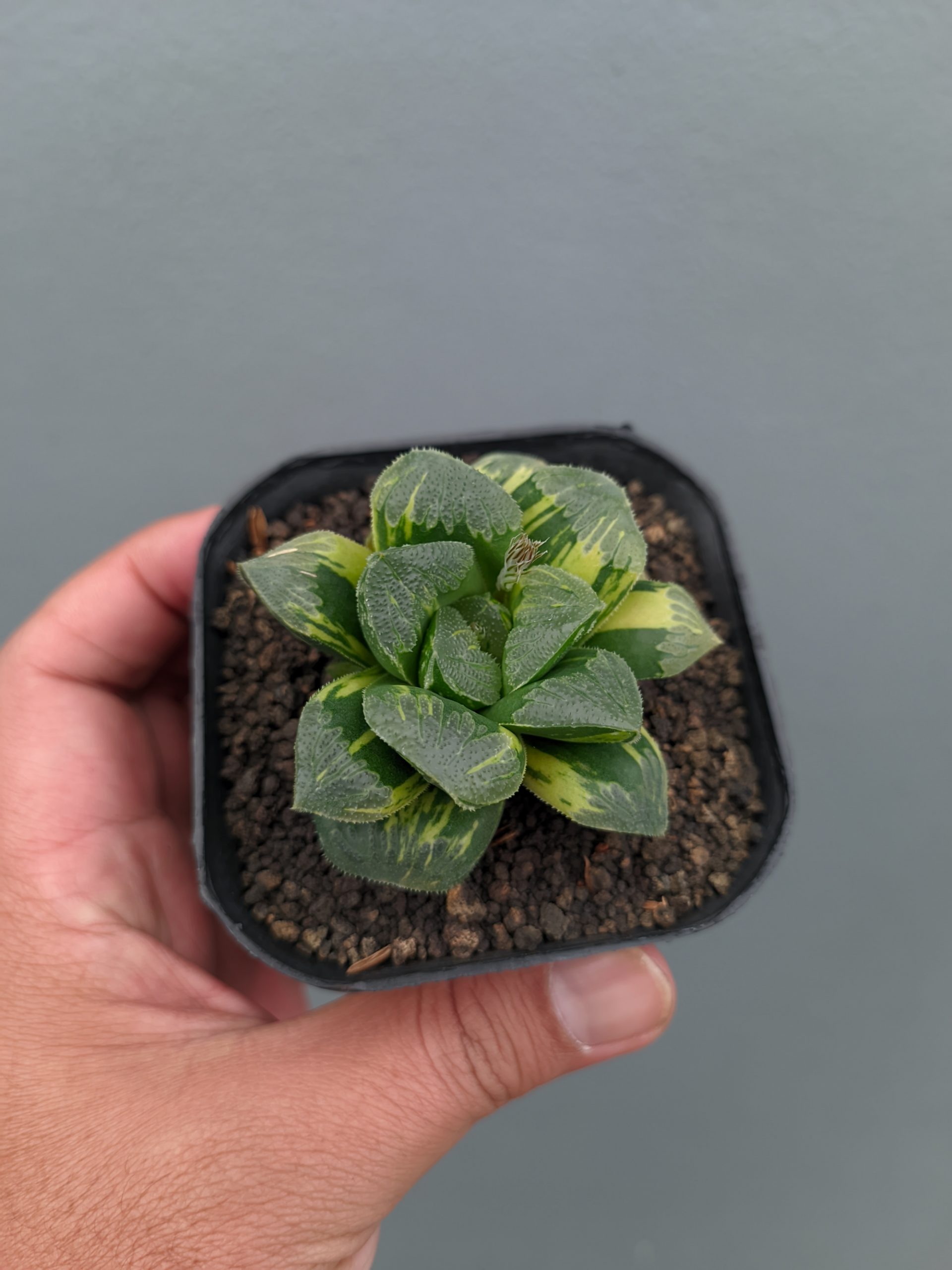 1367. Haworthia Truncata Maughanii Variegated - Image 13