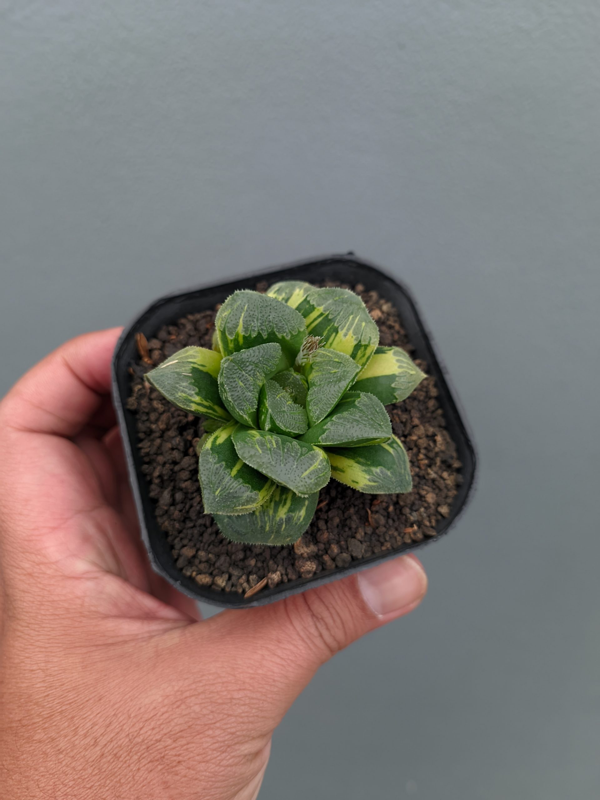 1367. Haworthia Truncata Maughanii Variegated - Image 14