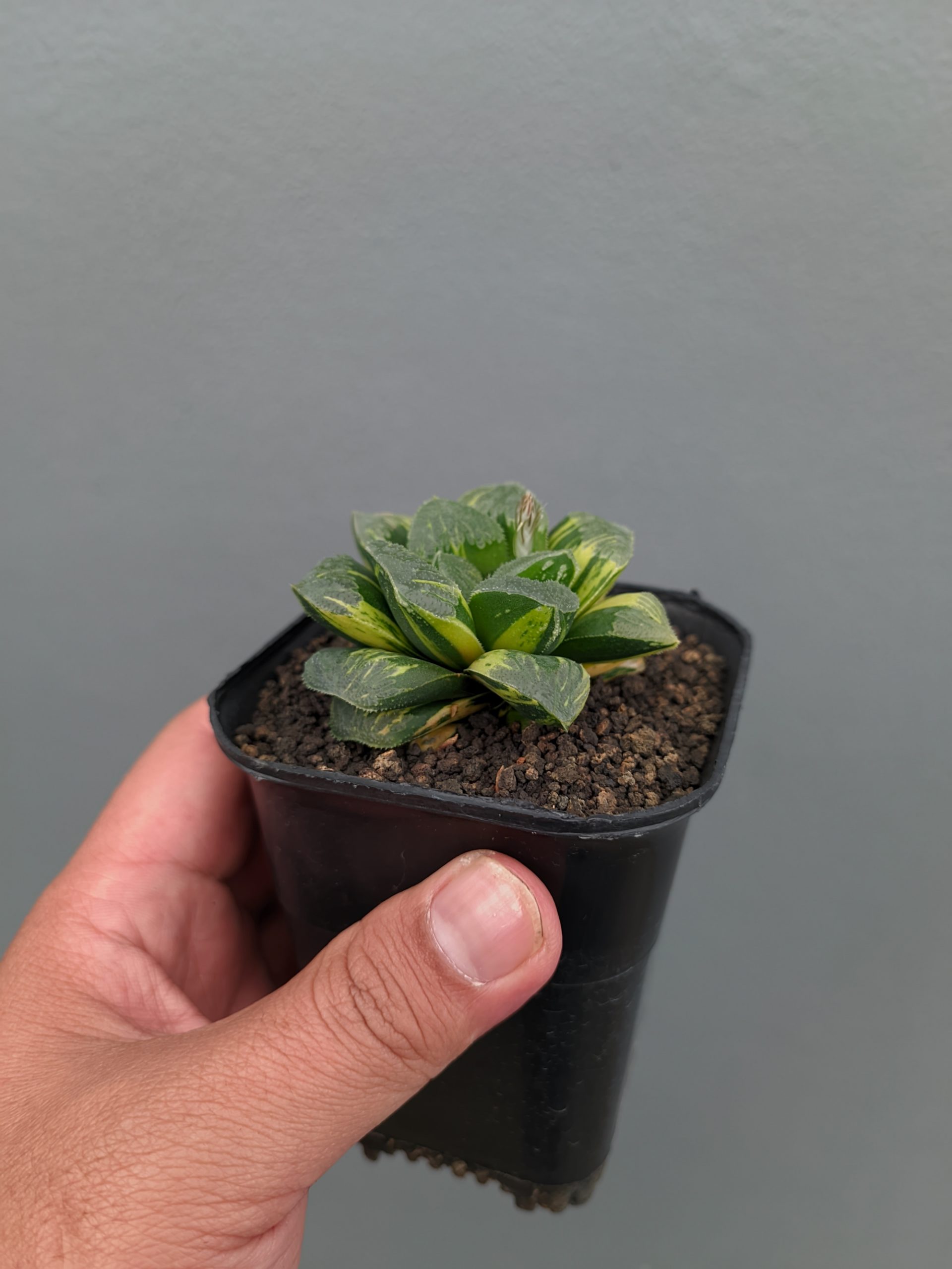 1367. Haworthia Truncata Maughanii Variegated - Image 15