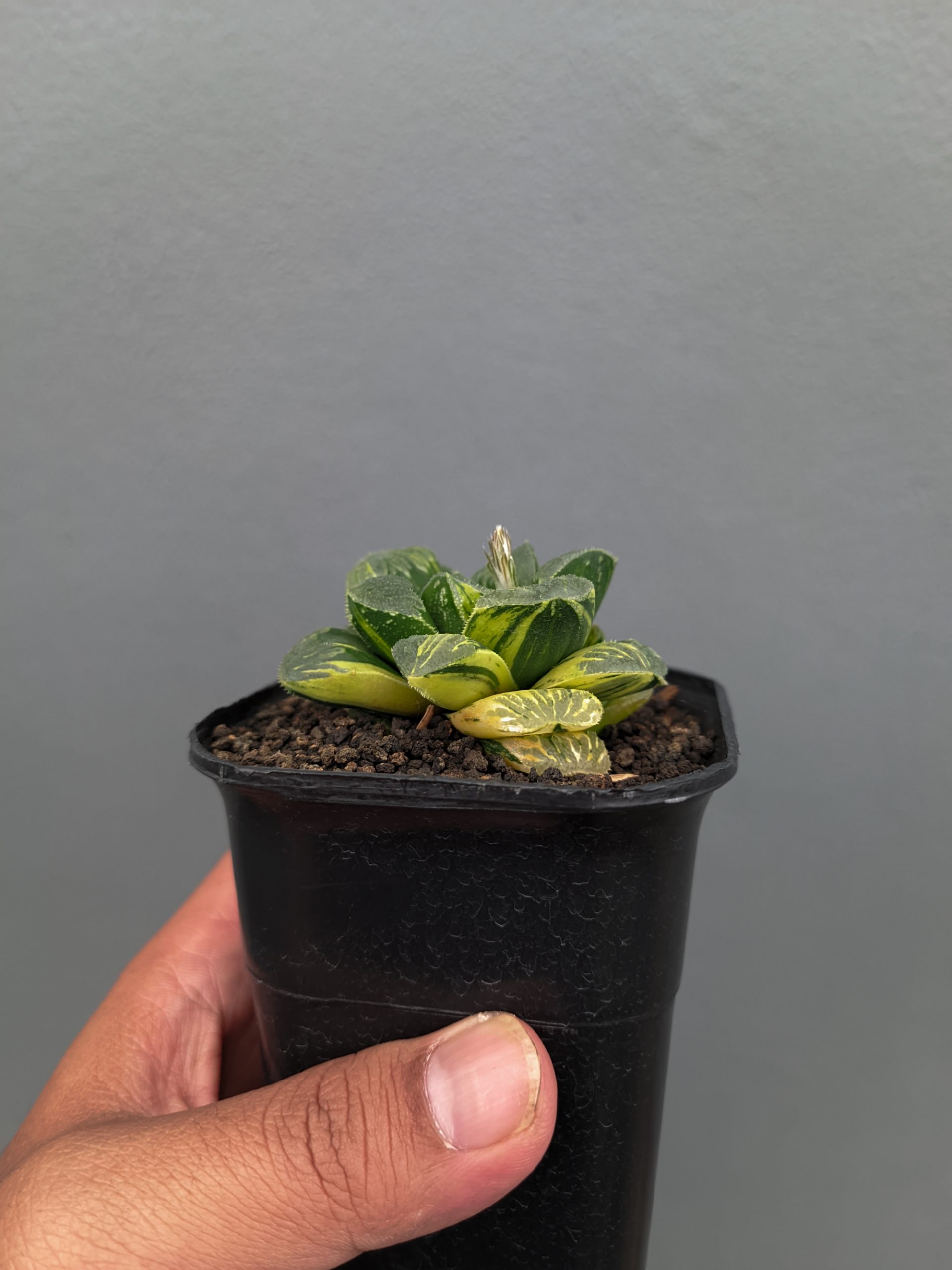 1367. Haworthia Truncata Maughanii Variegated - Image 16