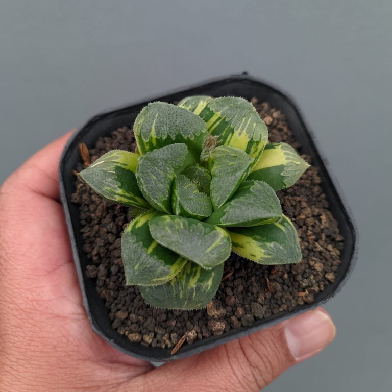 1367. Haworthia Truncata Maughanii Variegated