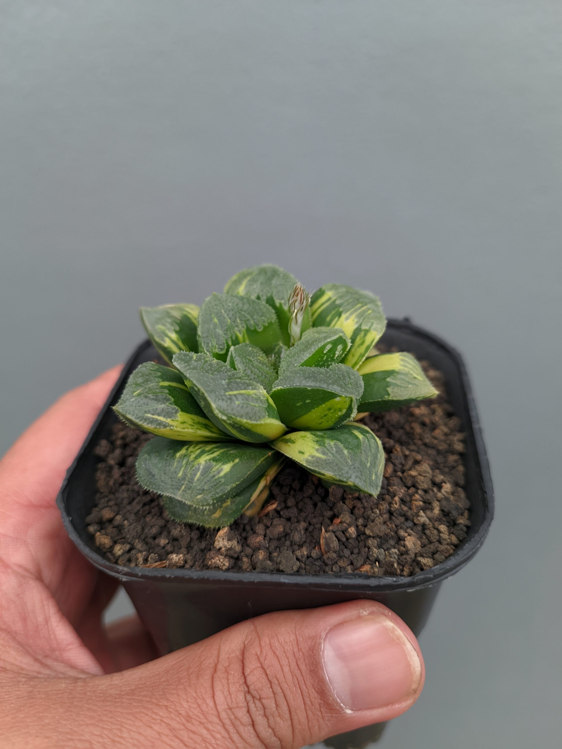 1367. Haworthia Truncata Maughanii Variegated - Image 5