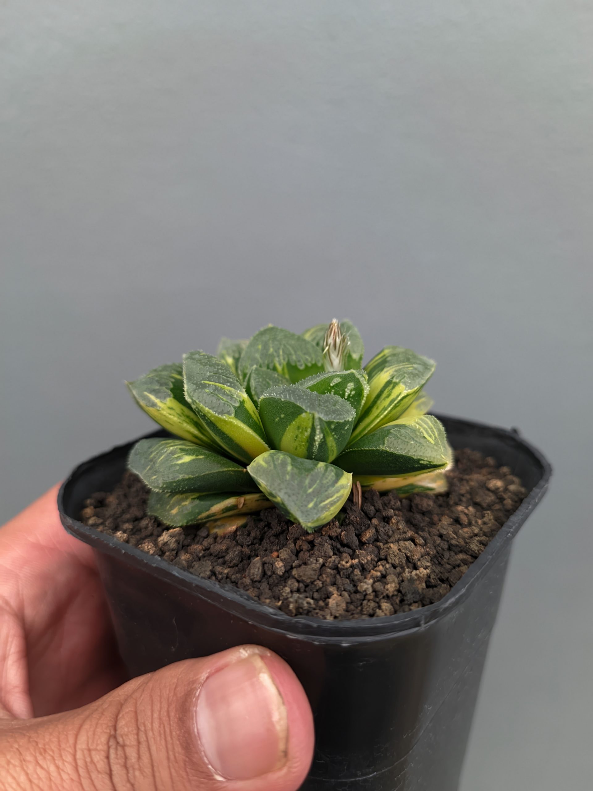 1367. Haworthia Truncata Maughanii Variegated - Image 6