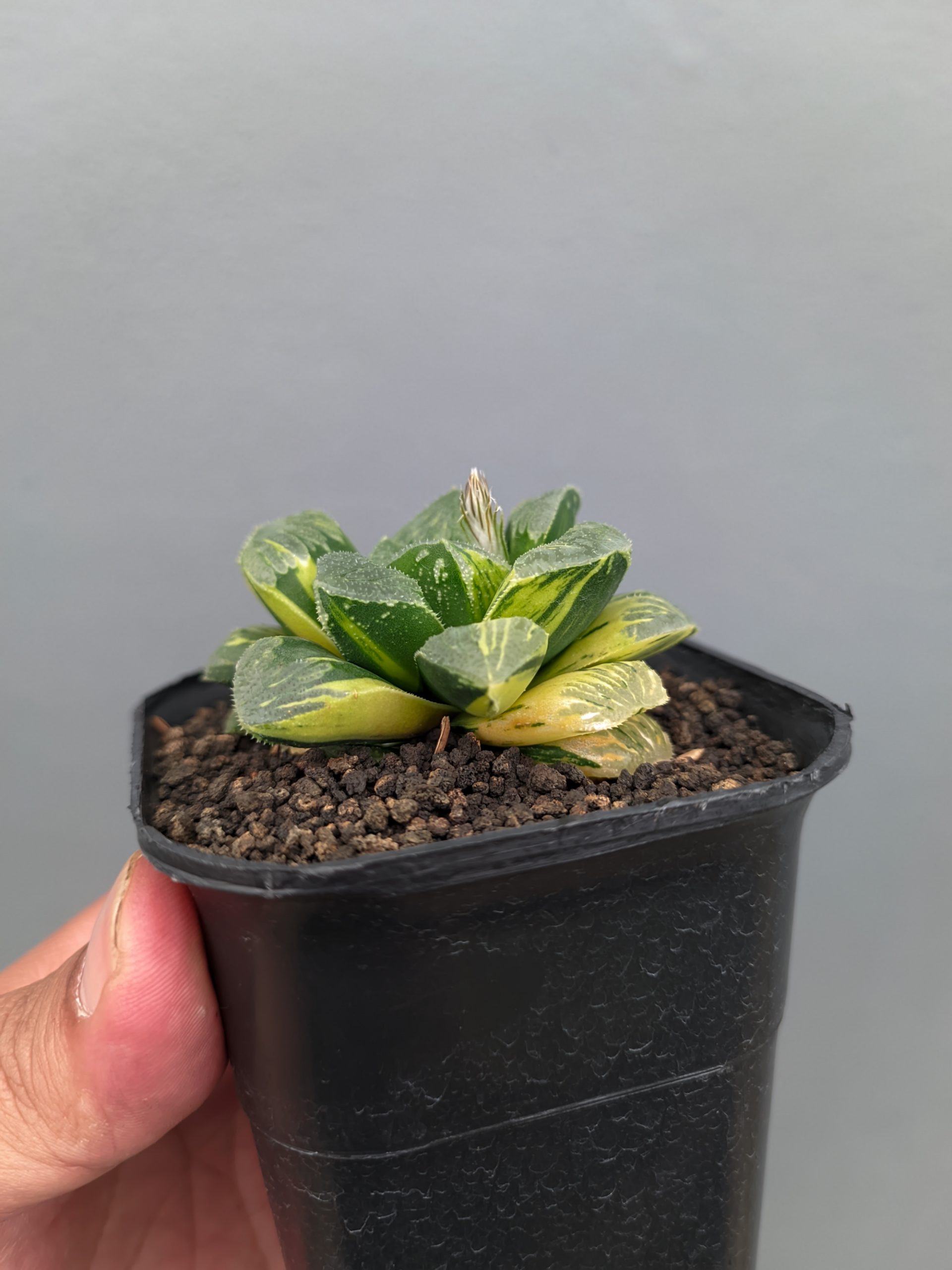 1367. Haworthia Truncata Maughanii Variegated - Image 7