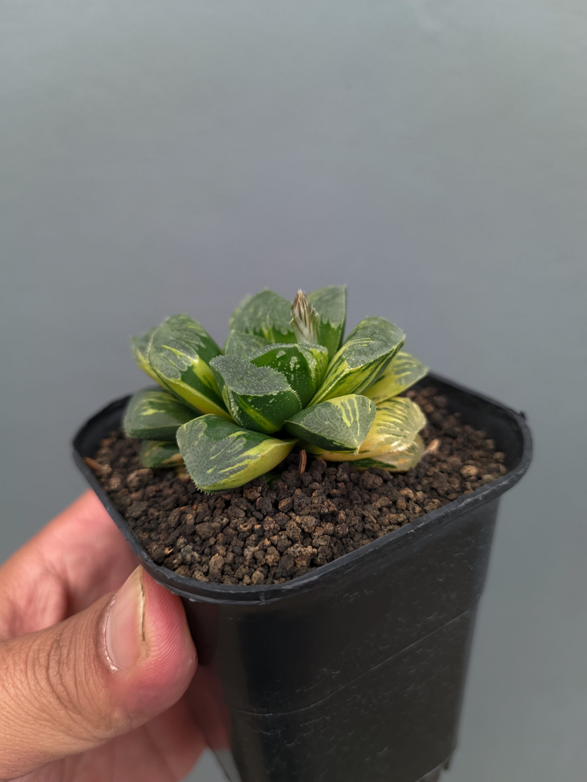 1367. Haworthia Truncata Maughanii Variegated - Image 2