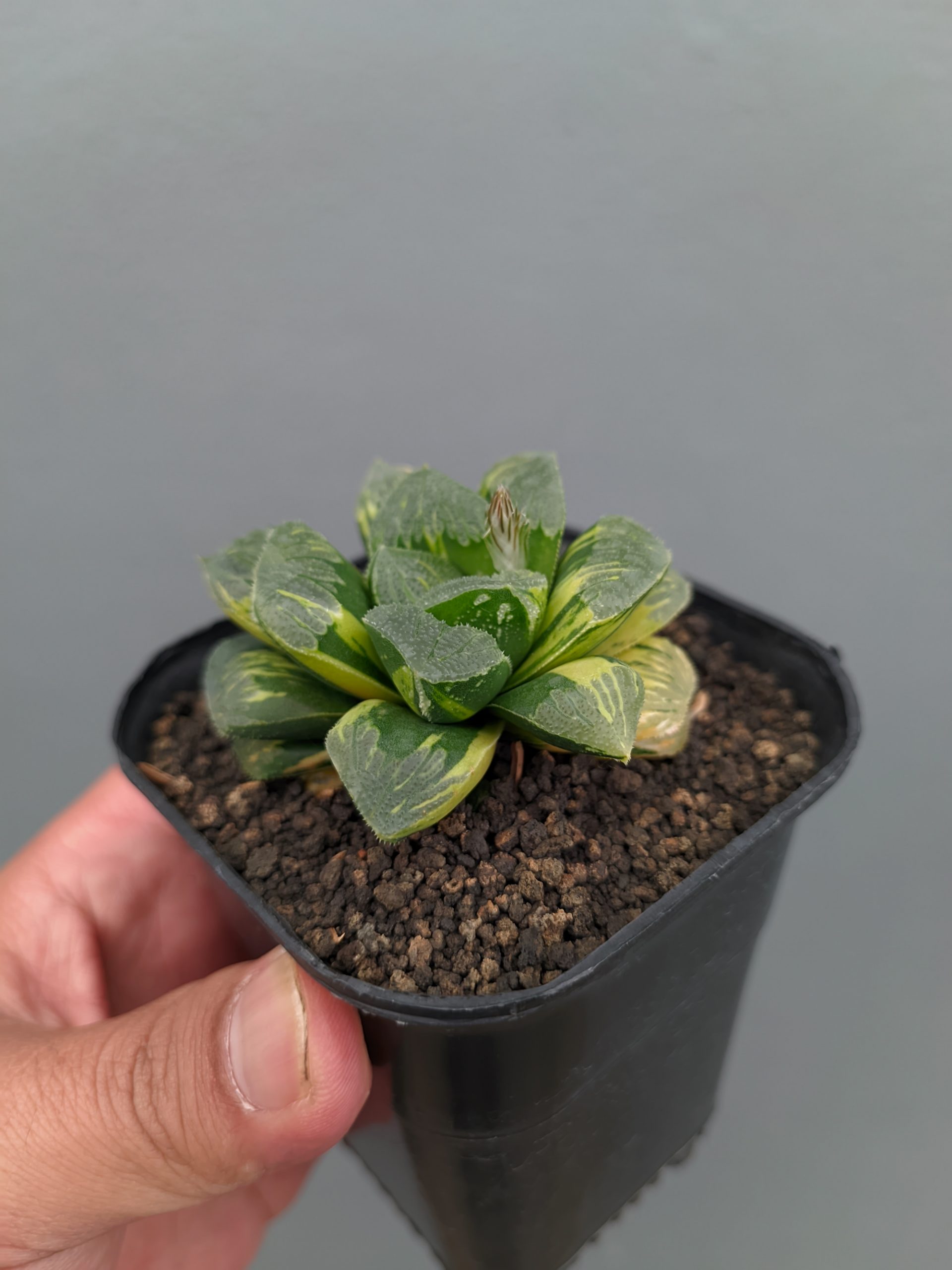 1367. Haworthia Truncata Maughanii Variegated - Image 8